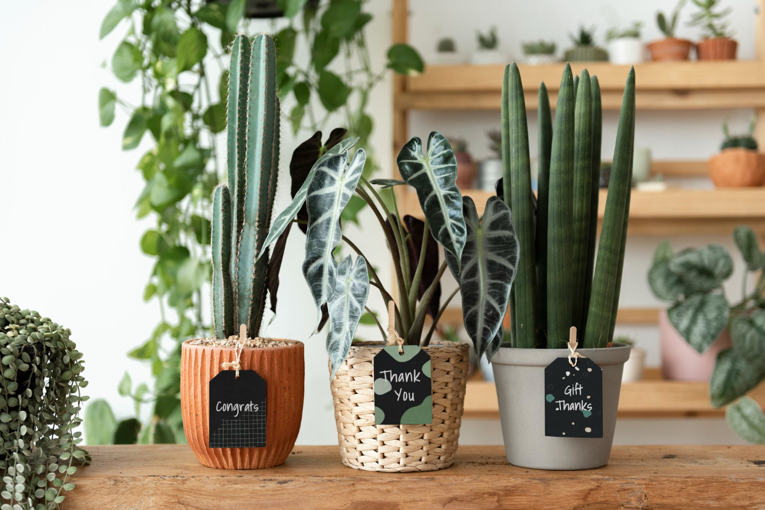 plant gift