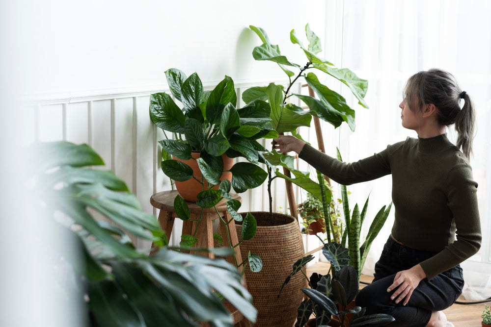 7 Reasons to Add Plants This Winter in Dubai