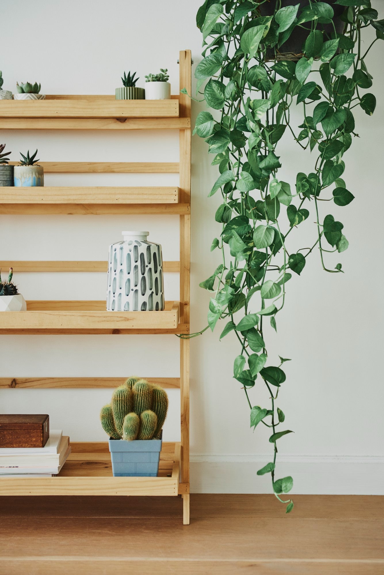 hanging plant with open wooden shelf on the lefty side with small potted succulents - Plant Studio