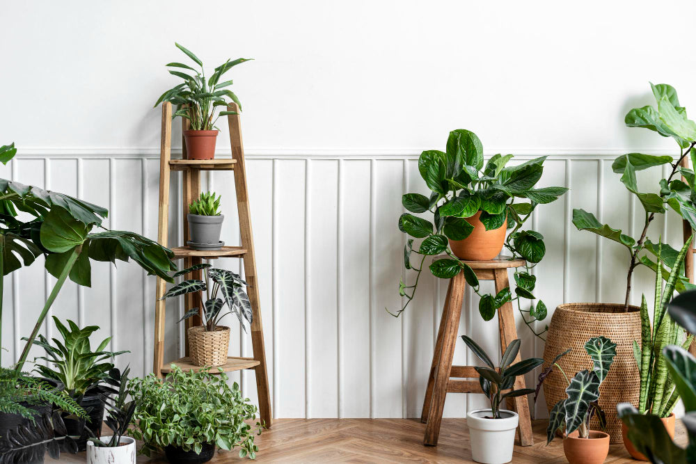 gift plants 