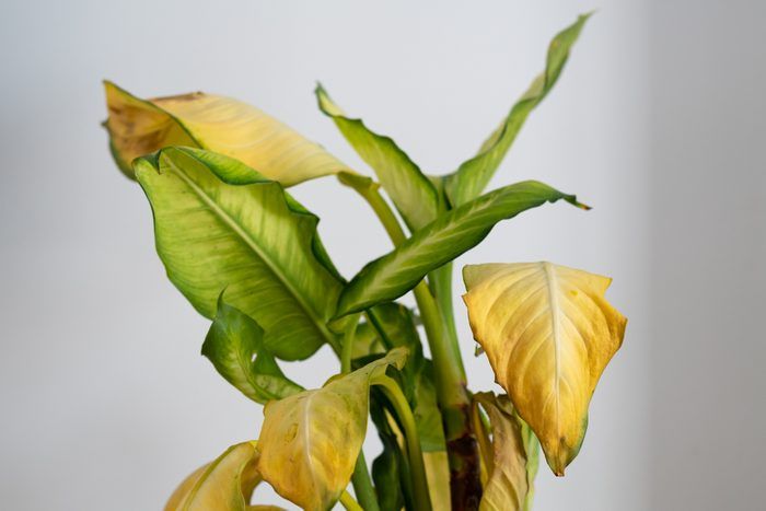 sick plant with yellow leaves - Plant Studio
