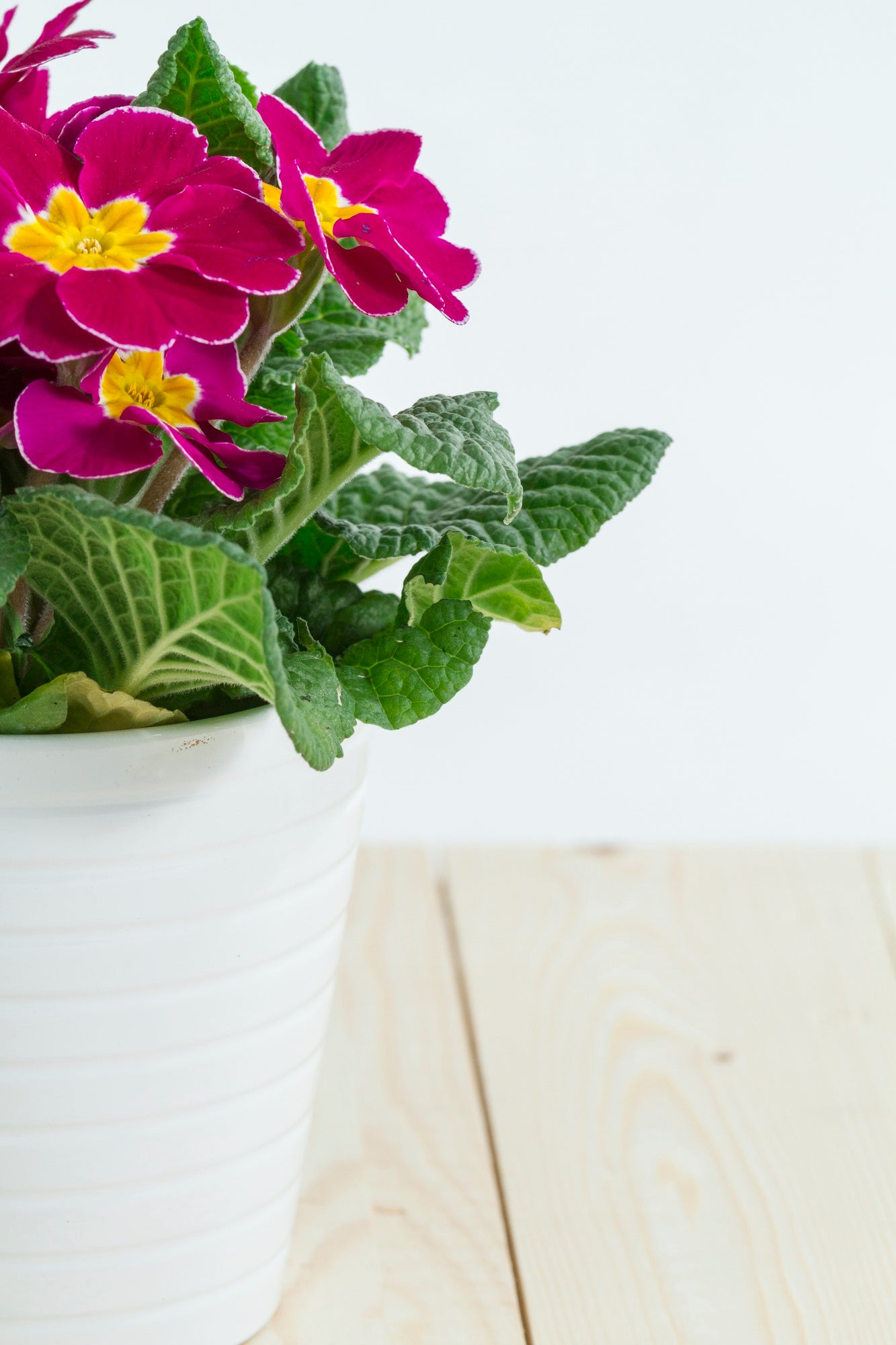 flowering plant seen only half place in white pot - Plant Studio