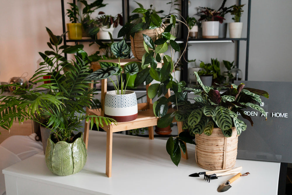multiple potted plants in table - Plant Studio