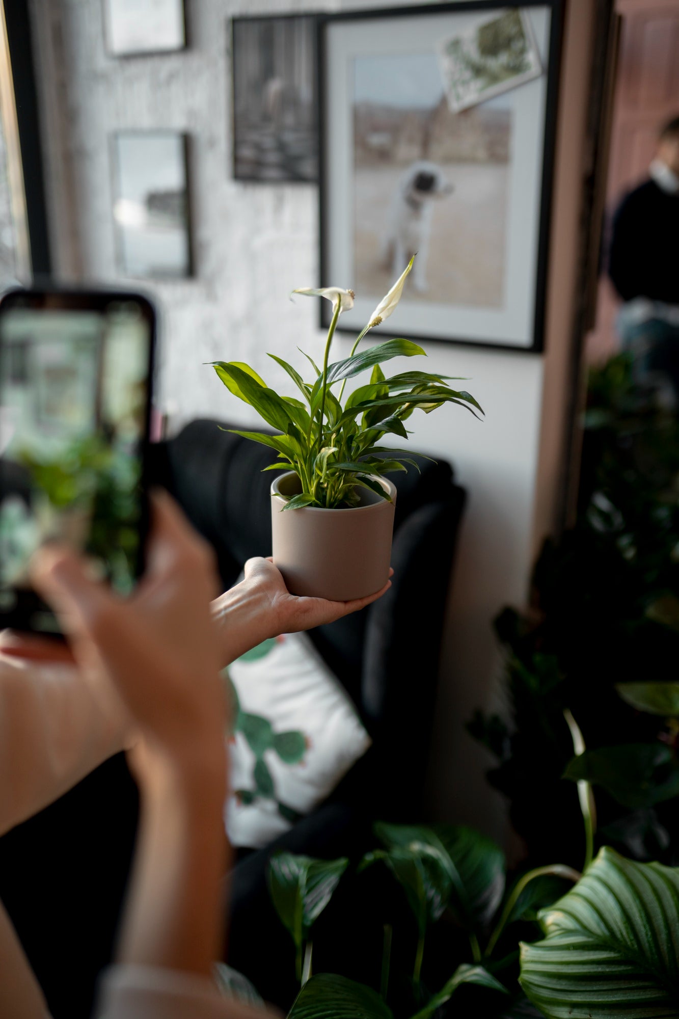 taking photo of small potted plant in beige color - Plant Studio