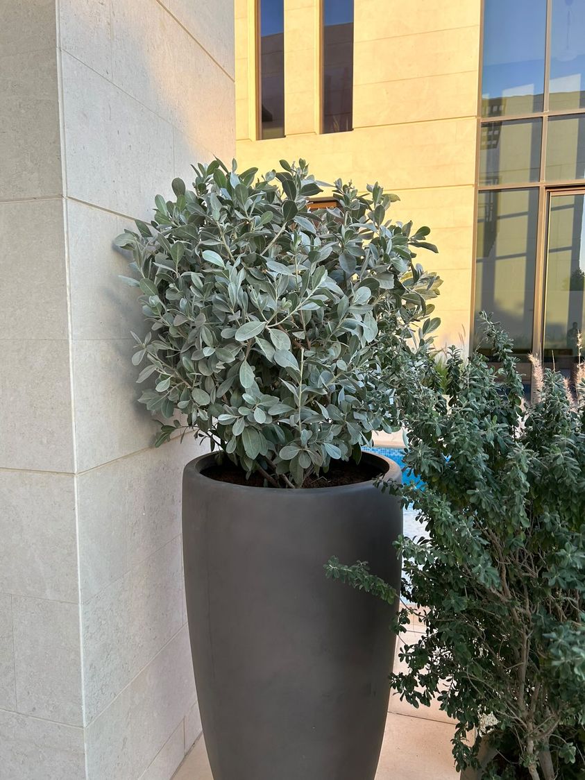 damas plant in matter brown tall pot - Plant Studio