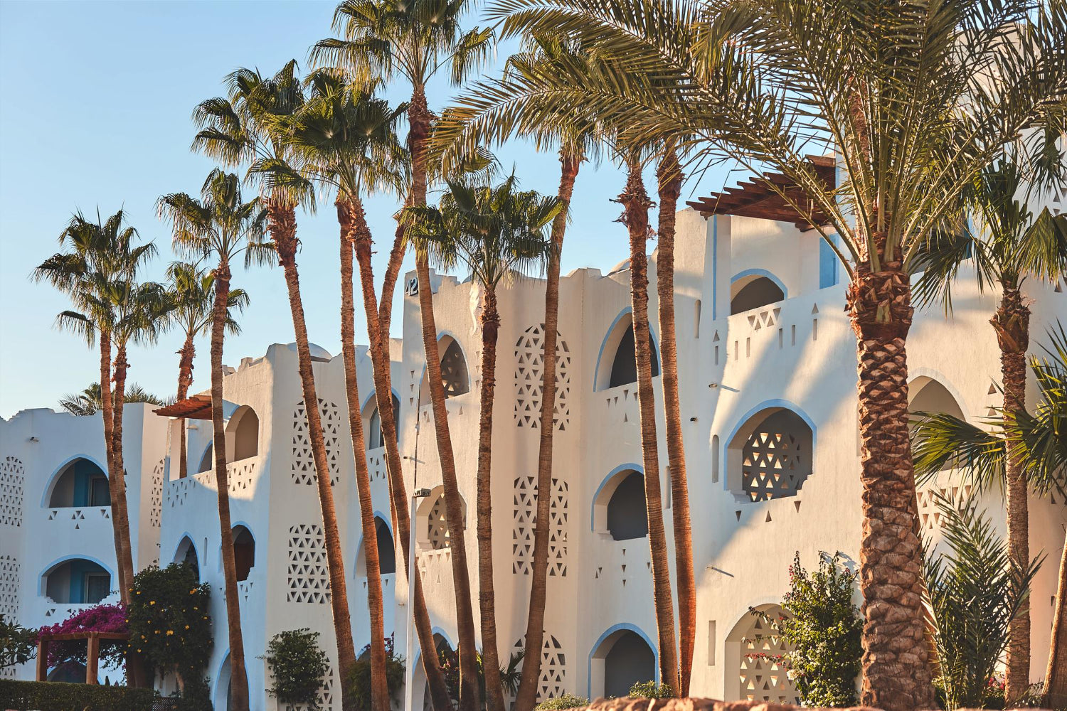 date palm tree