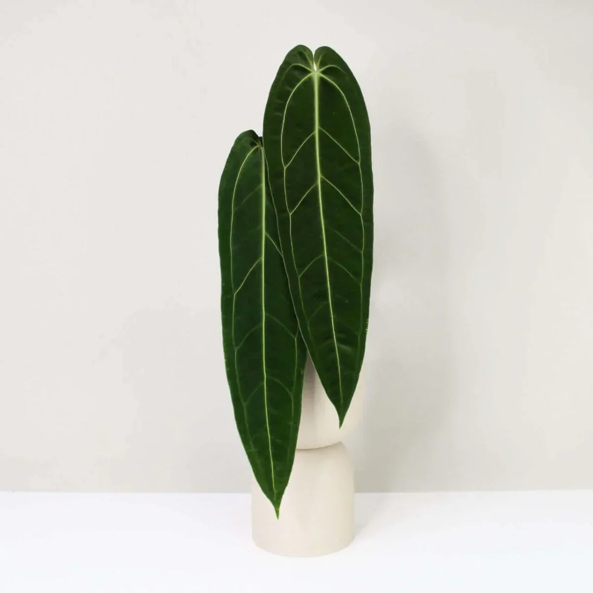 The Ultimate Guide to Rare Anthuriums: Dubai's Hottest Collector Plants in 2025