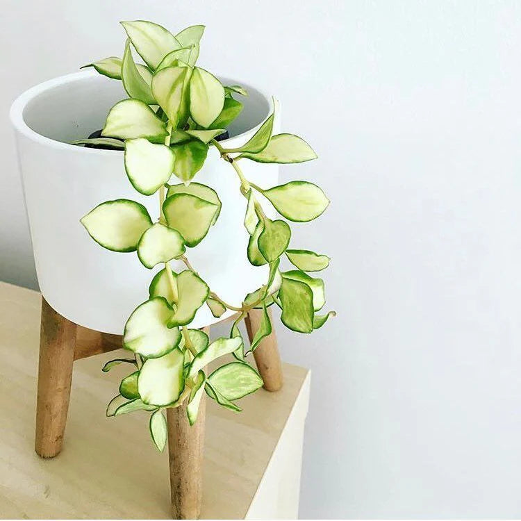 hoya plant in white pot with wood stand placed on top of table - Plant Studio
