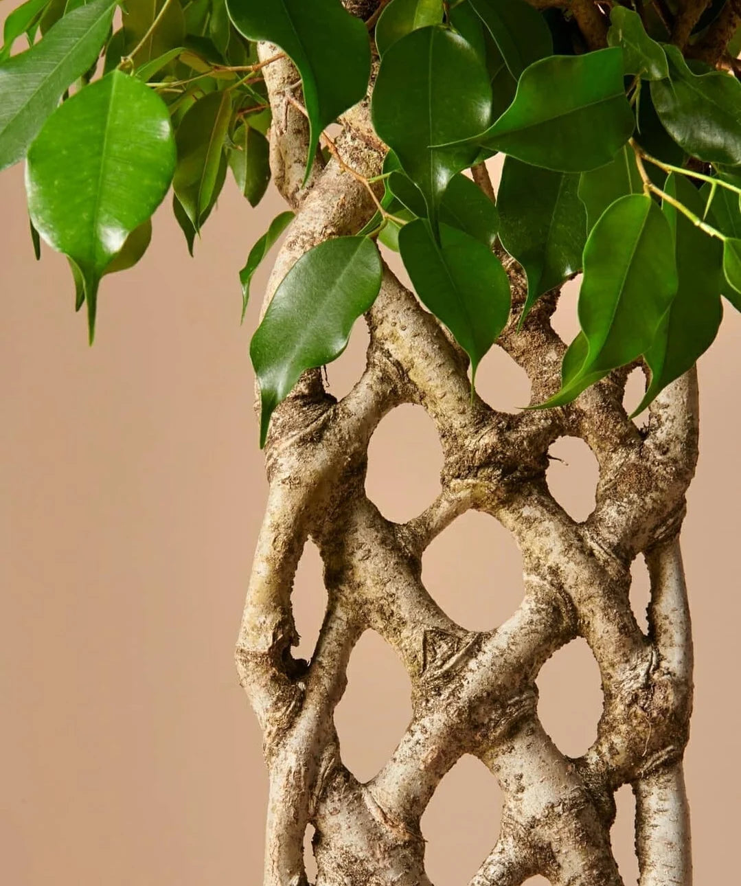 close up view of ficus benjamina - Plant Studio