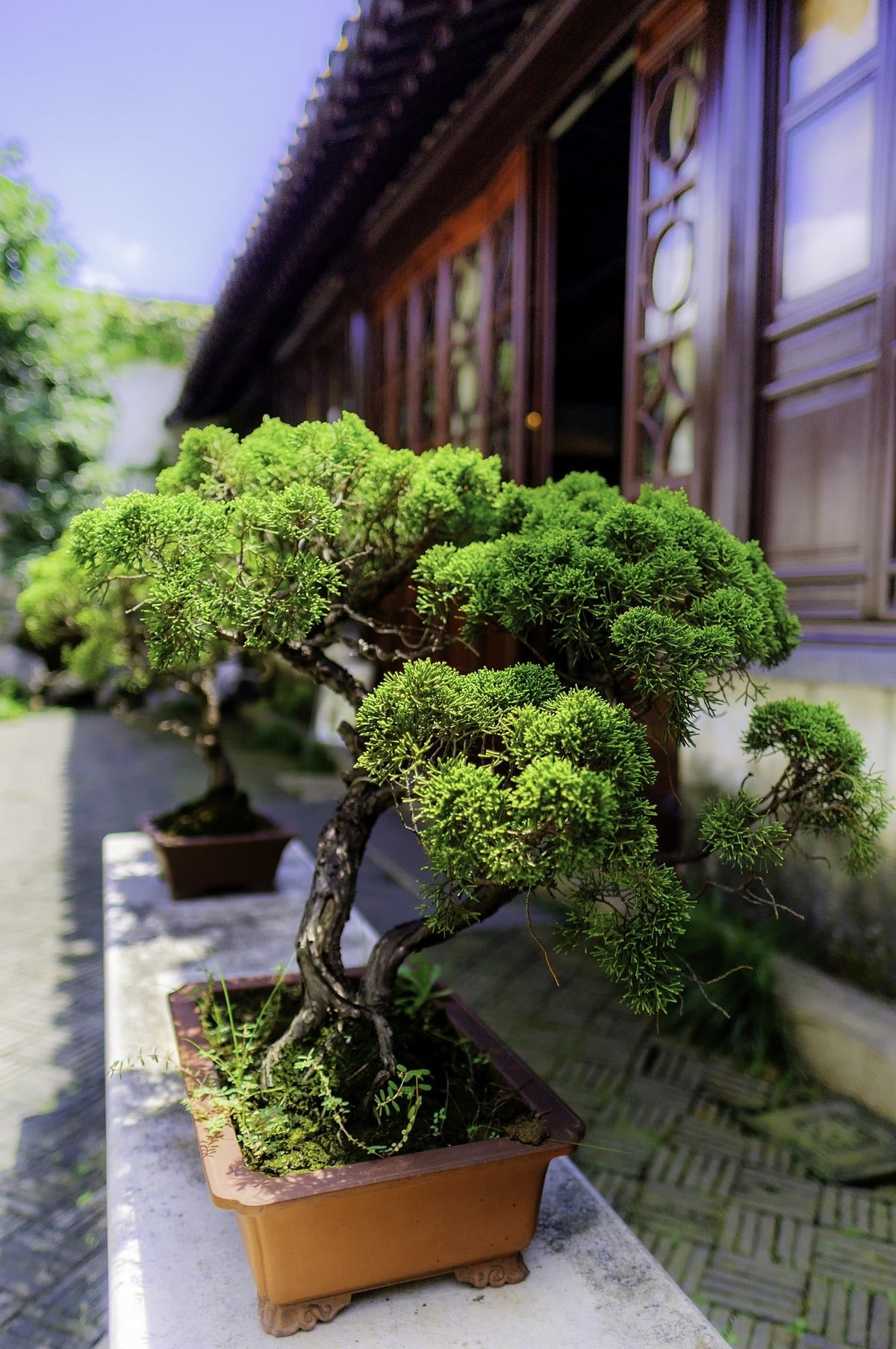 Why Bonsai Trees are the most fascinating plants you can have Plant