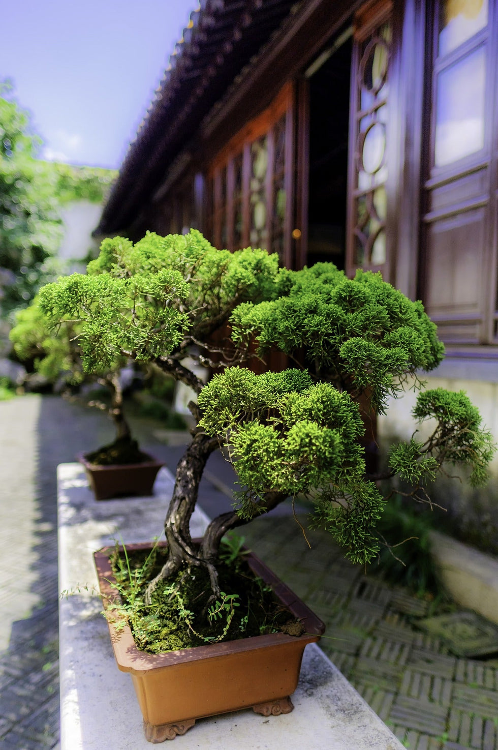 Why Bonsai Trees are the most fascinating plants you can have Plant