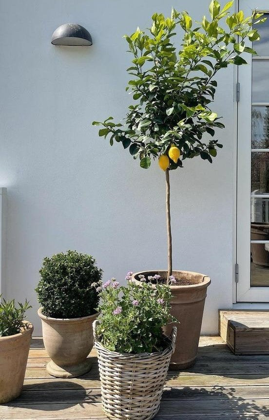 3 Tips To Pick the Best Trees for Your Yard - Plant Studio LLC