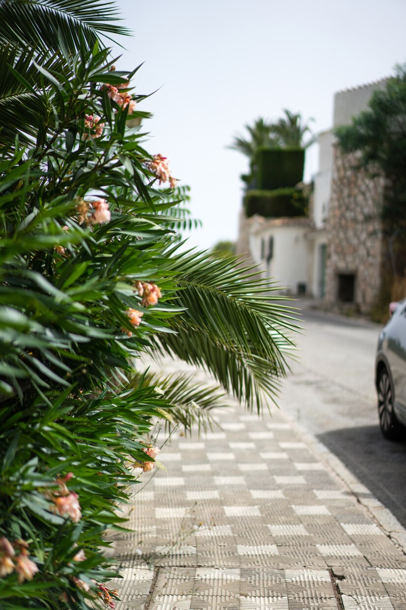 outdoor plant with flower and car facade on the side - Plant Studio