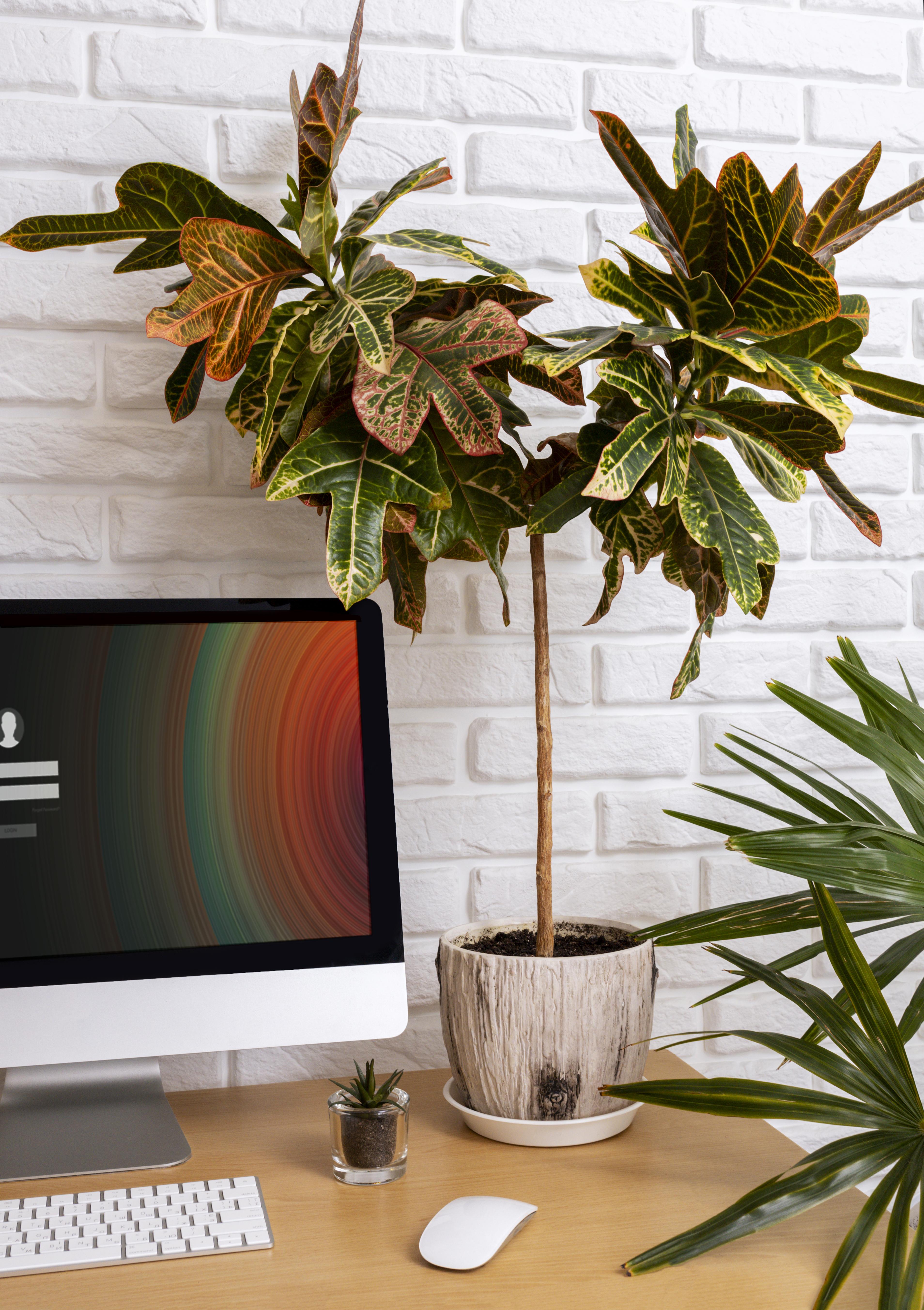 potted plant in desk with computer on the side - Plant Studio