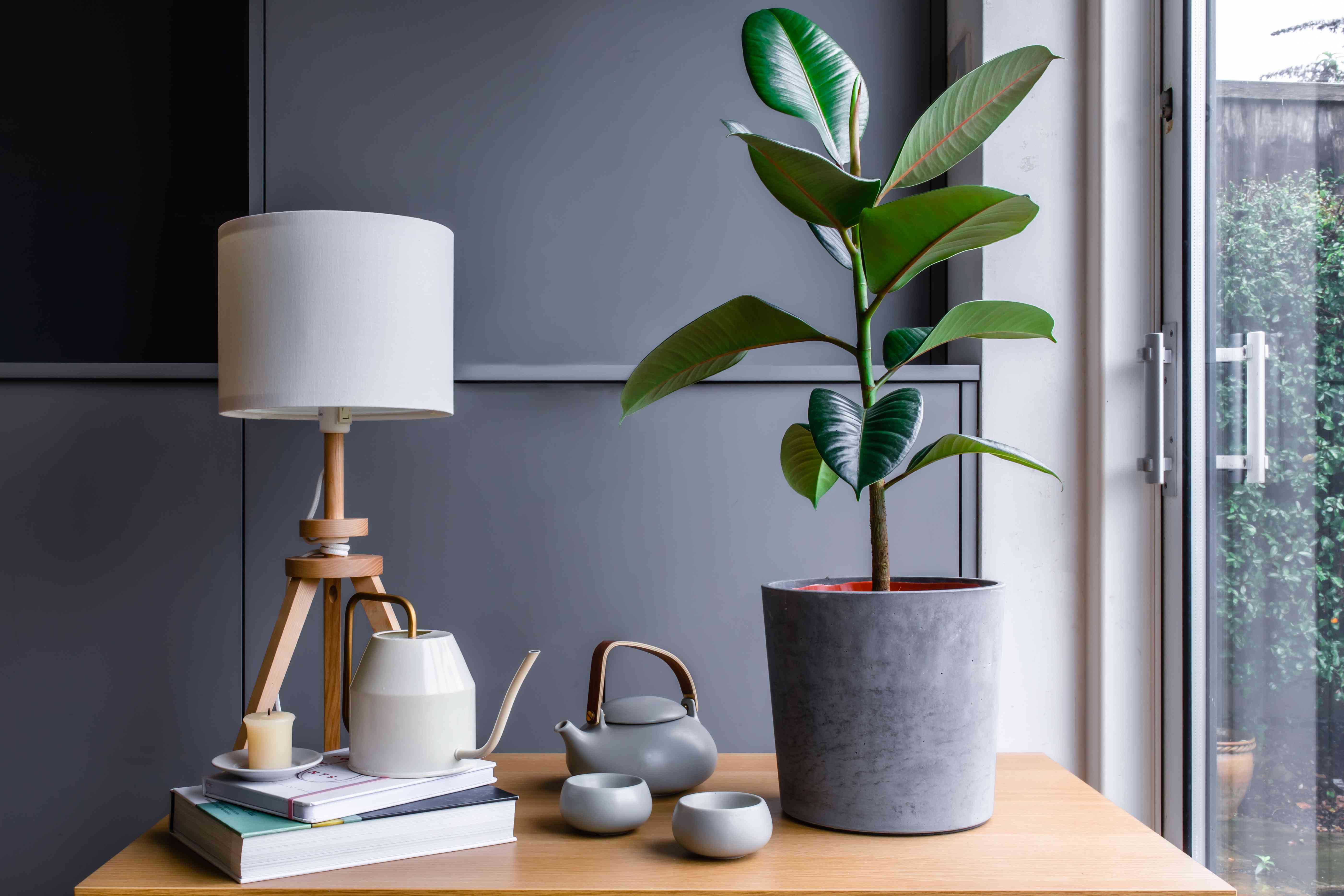 rubber plant on desk with lamp and teapots - Plant Studio