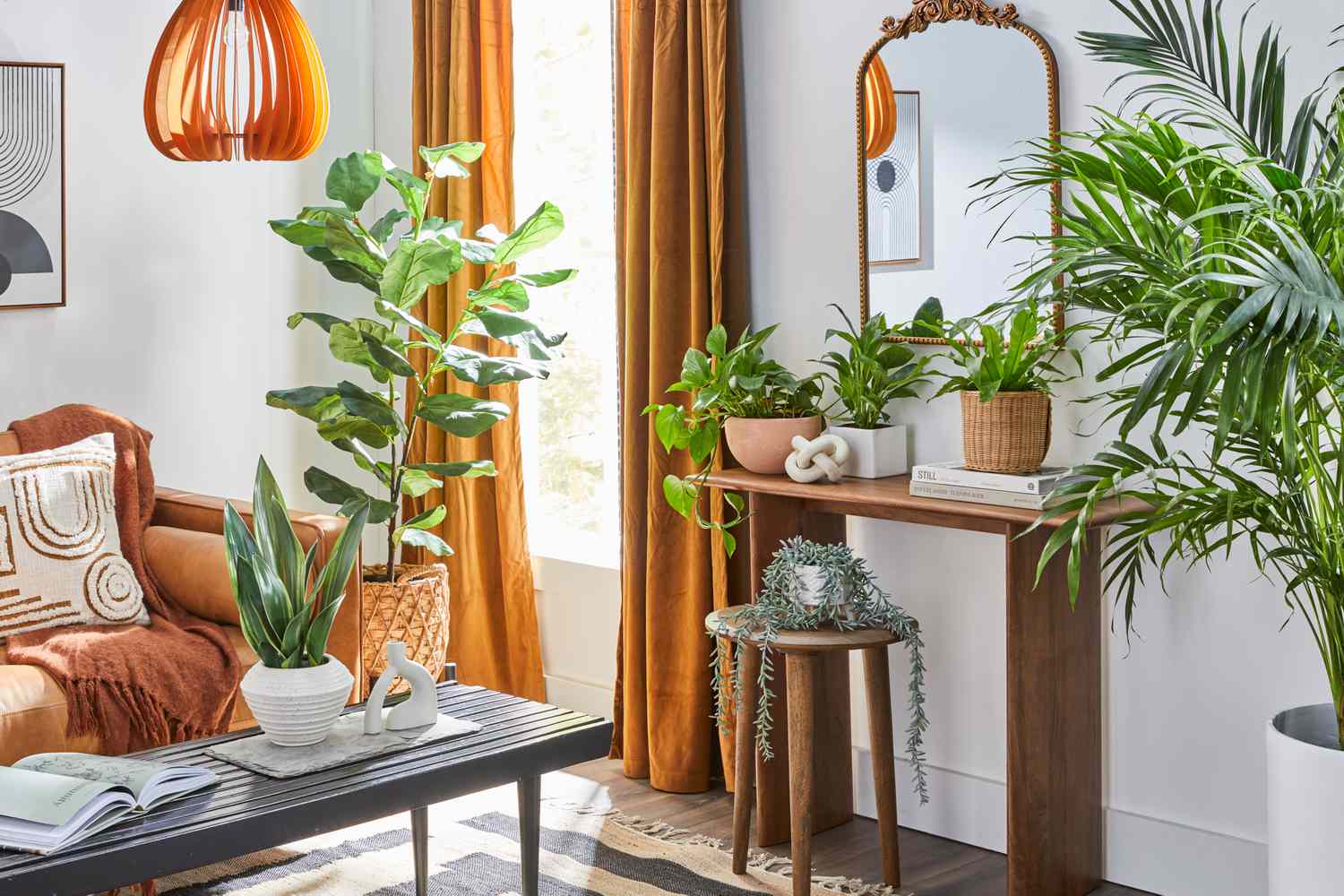 potted plants in living room window-facing | Plant Studio