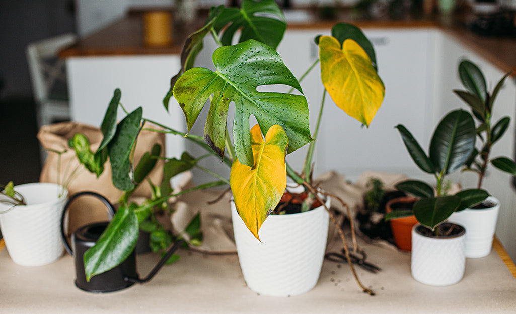 plant with yellow and brown leaf