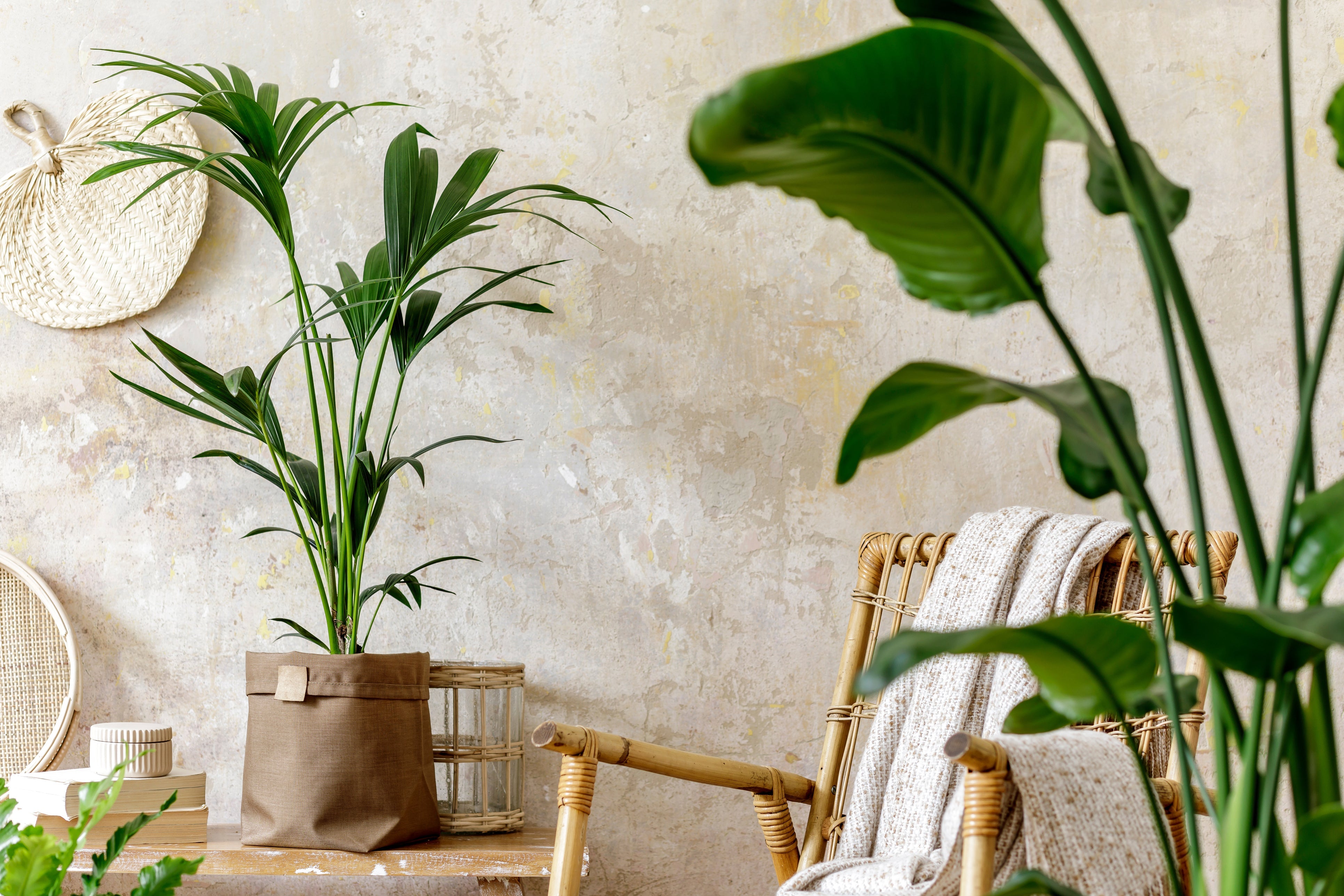 Your Essential Guide to Indoor Plants: Types, Tips, and Top Picks