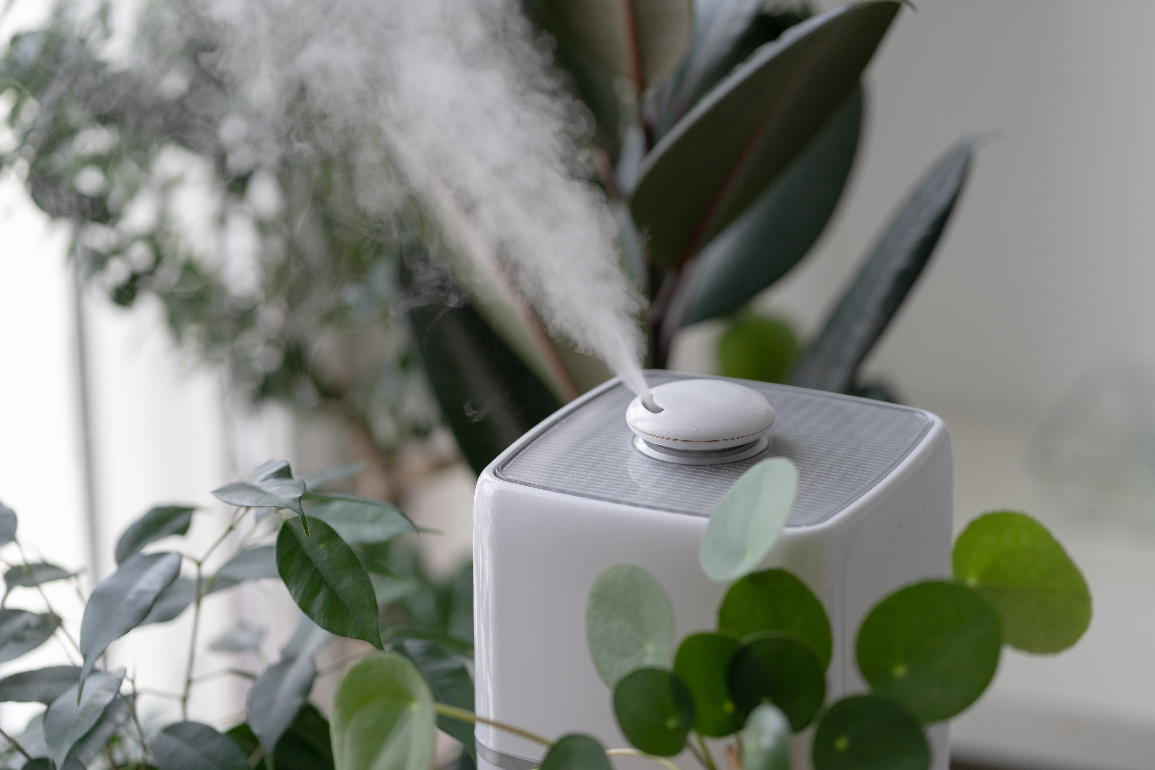 Humidity for Houseplants 101: The Complete UAE Guide