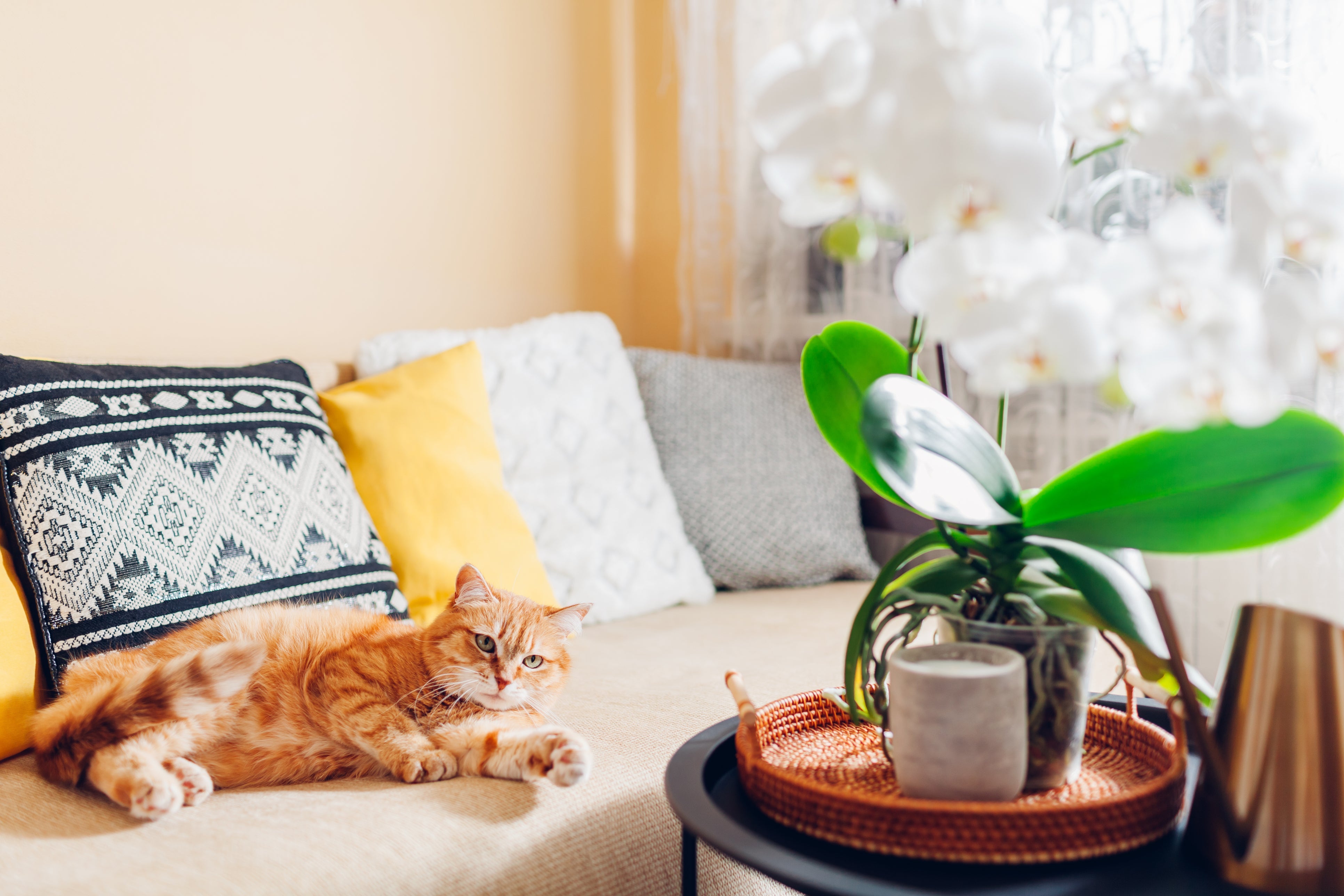 7 Flowers to Brighten Up Your Dubai Apartment or Office