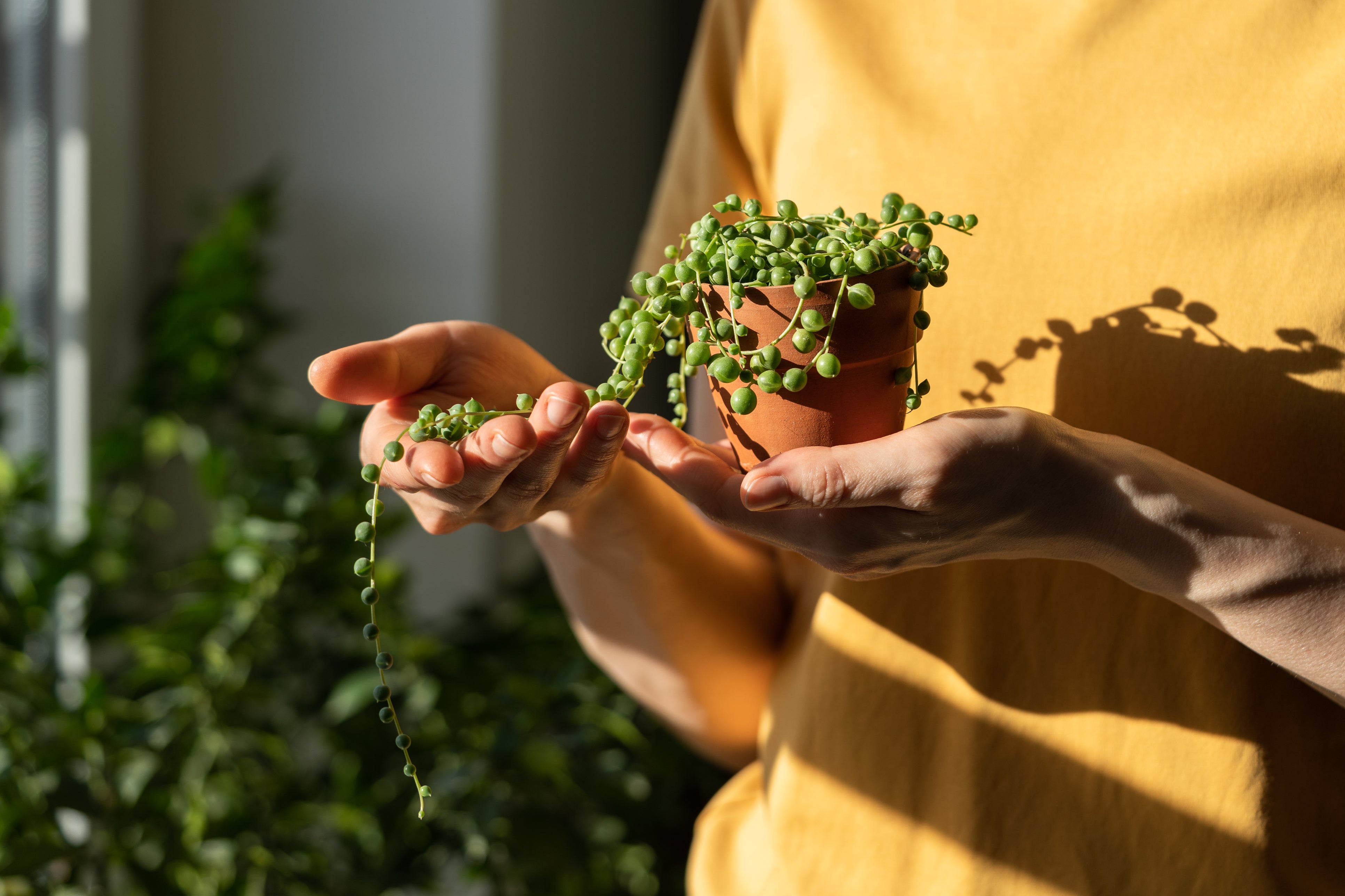 Understanding Light for Houseplants: The Complete UAE Guide