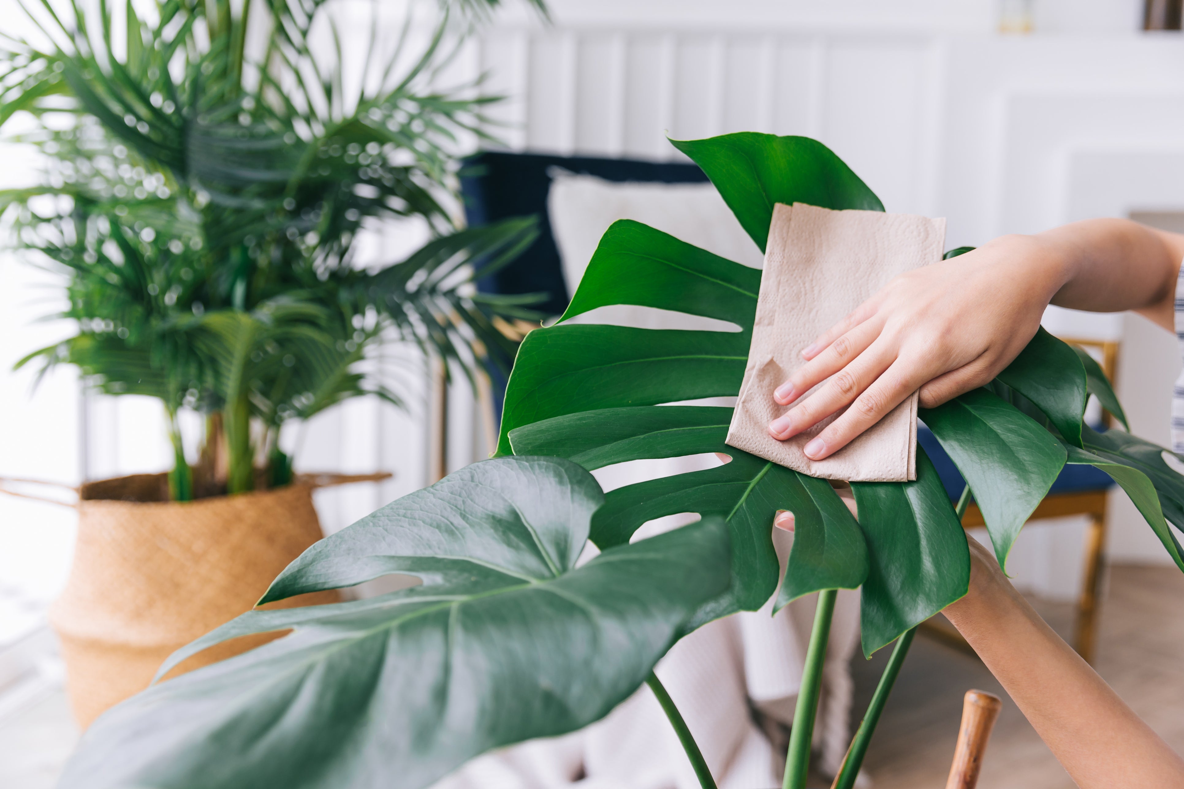 Plant Care Basics FAQs