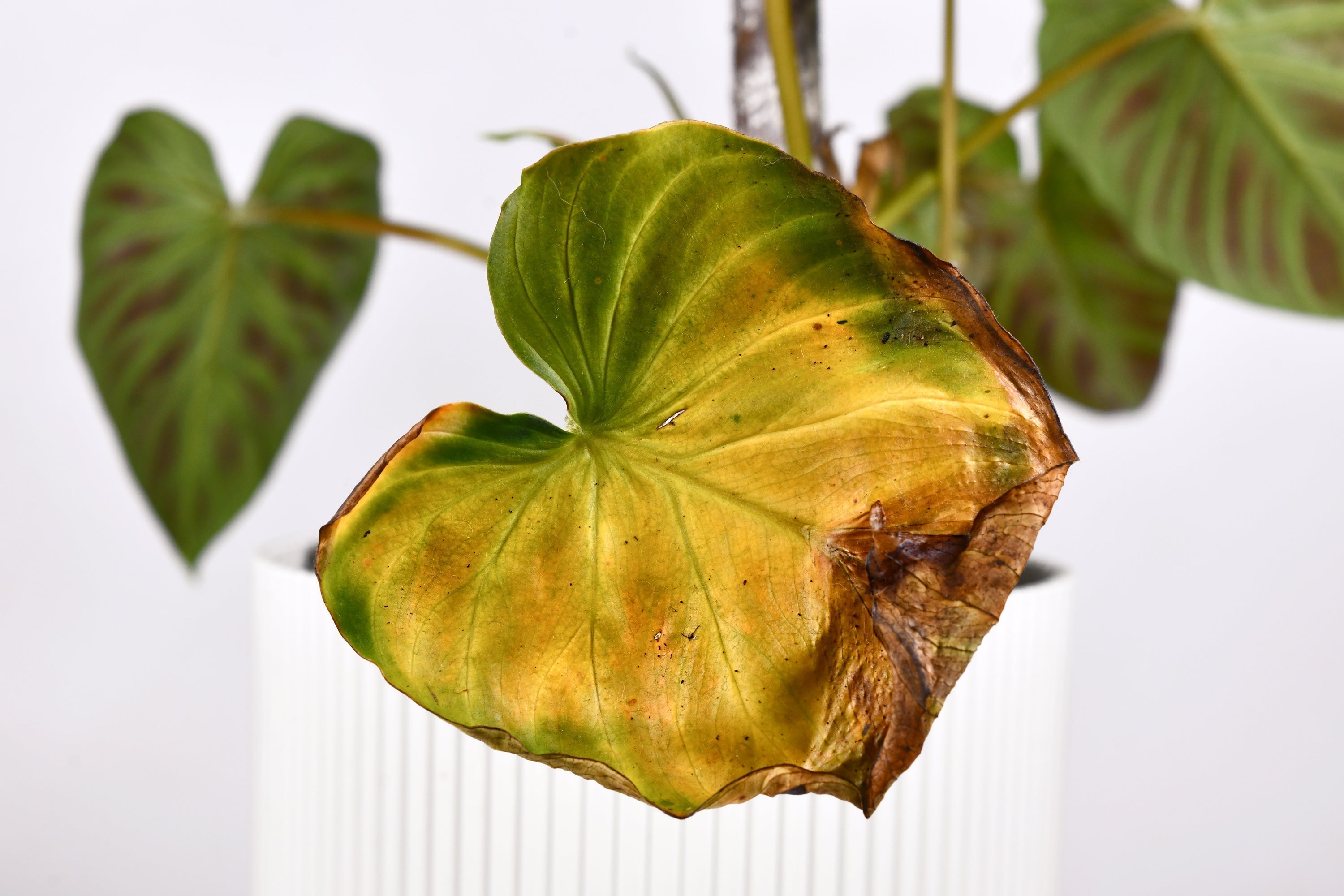 Top 5 Signs You're Overwatering Your Plants (And How to Fix It in the UAE)