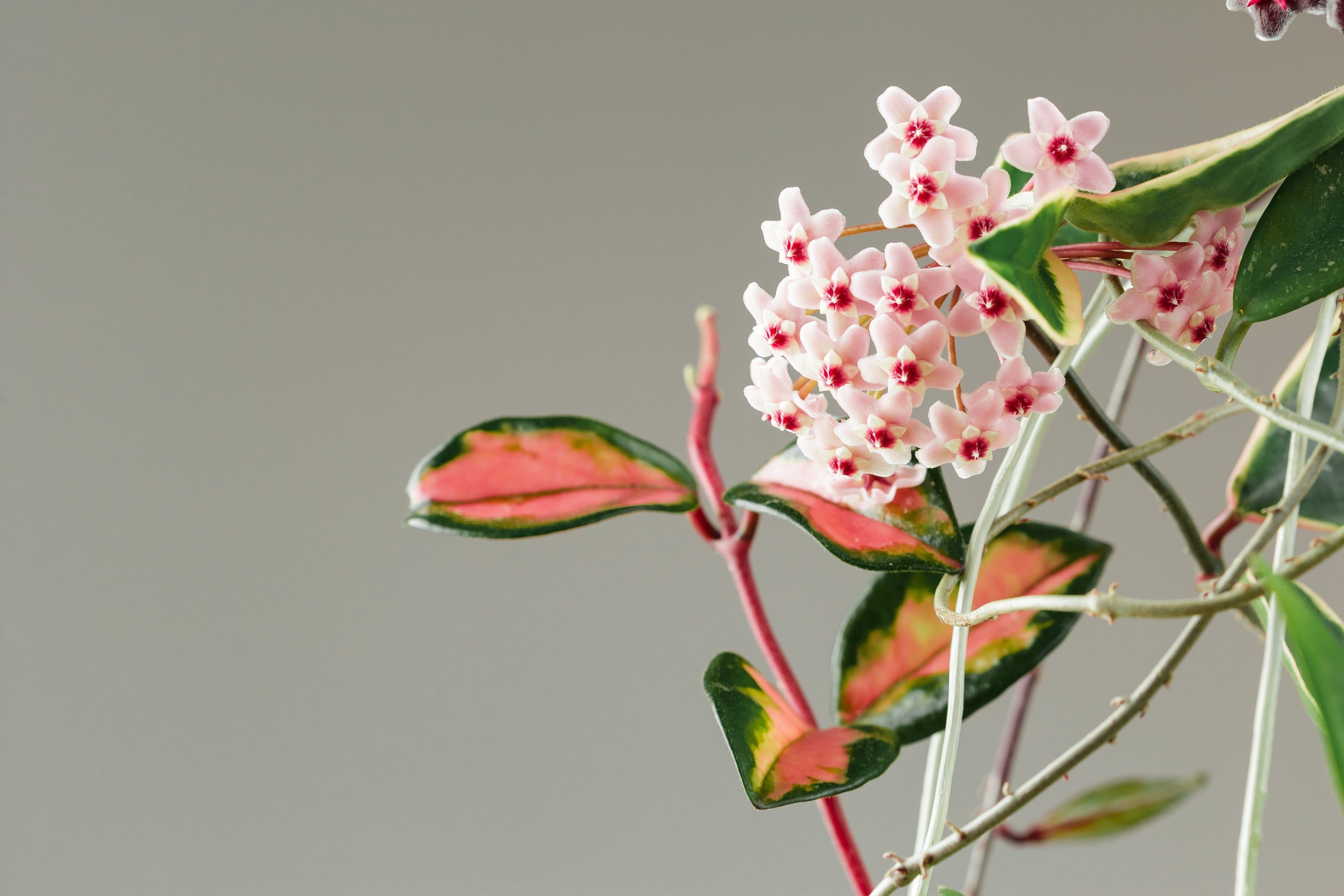 Hoya Plant: A Beautiful and Easy-to-Care Indoor Plant