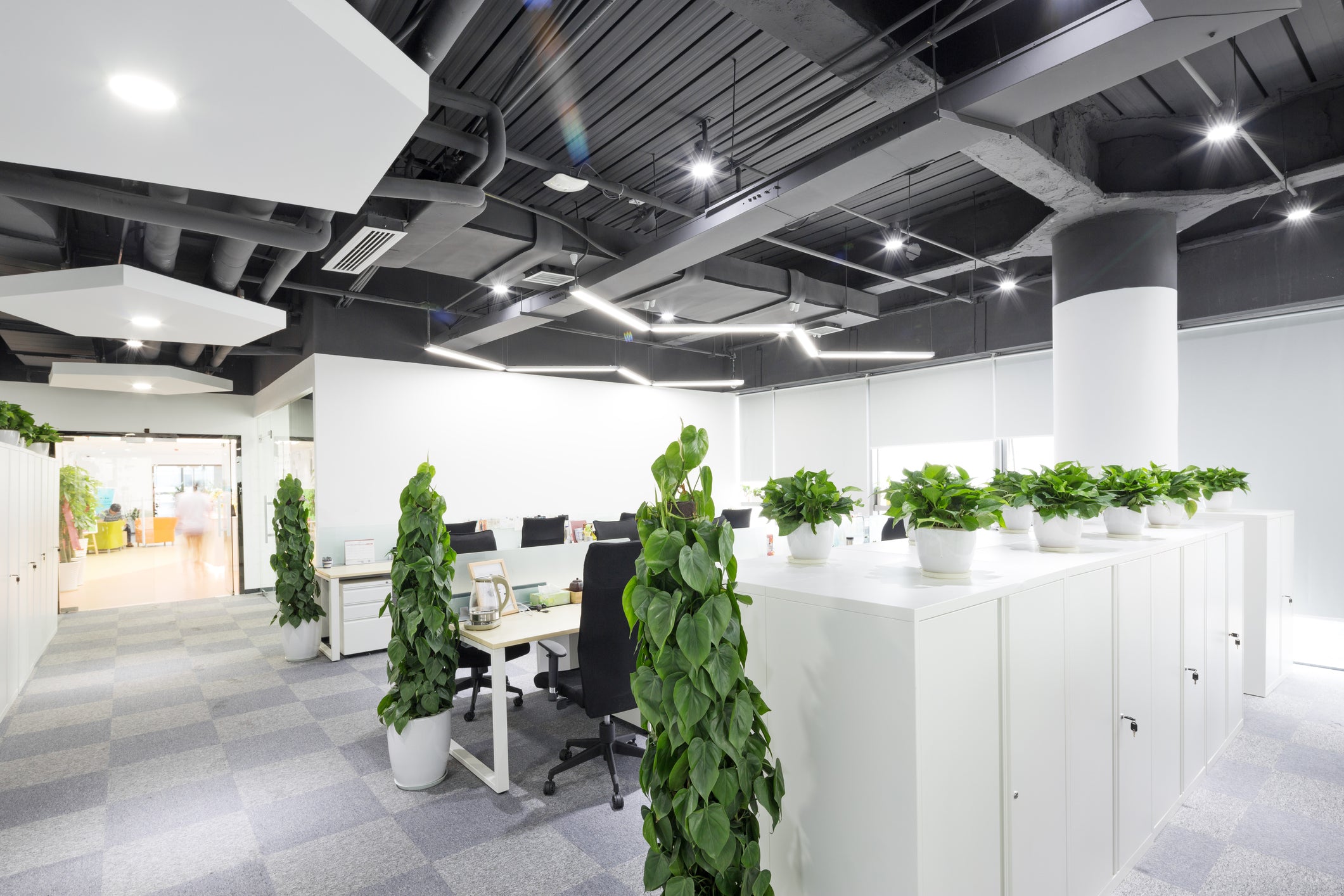 Boost Your Workday with Office Plants - Plant Studio LLC