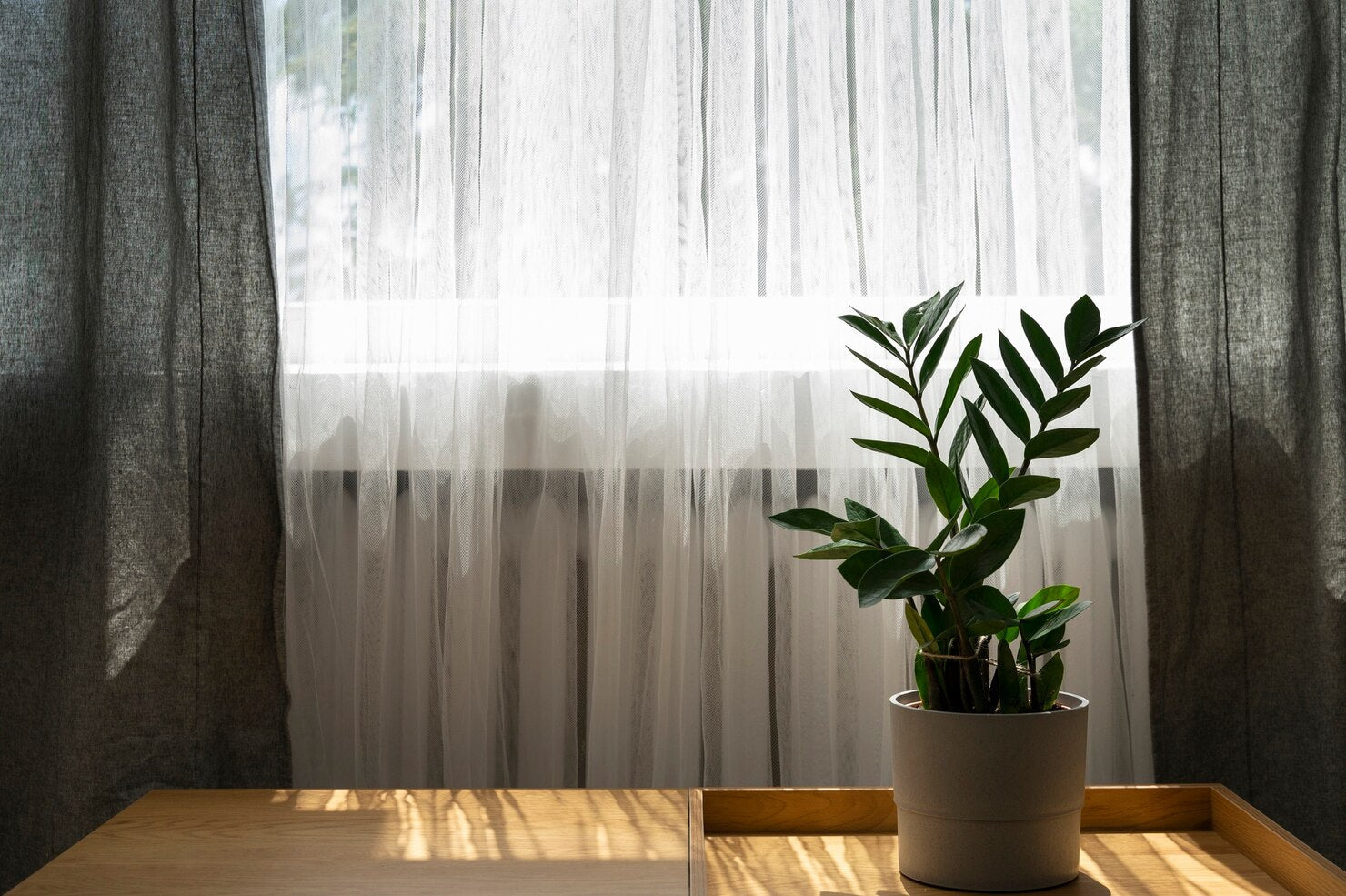 potted plant by the window with sunlight - Plant Studio