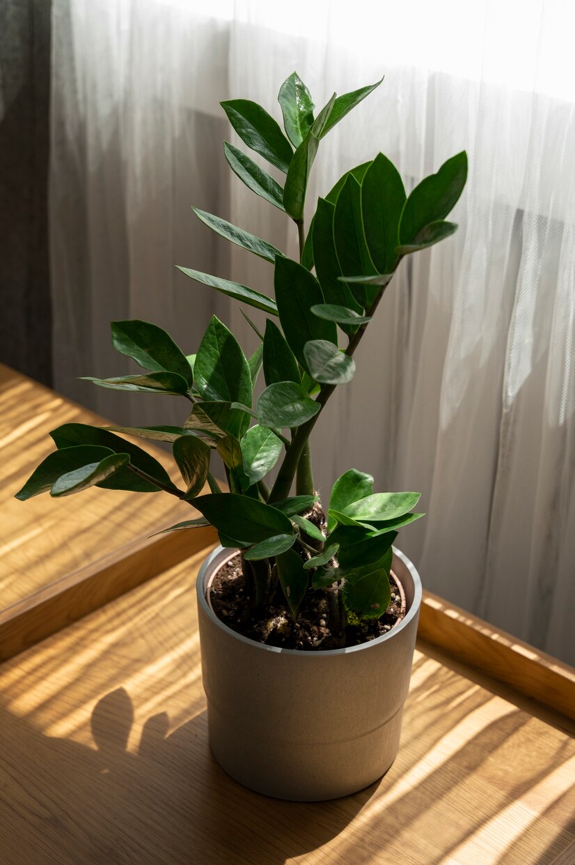 potted plant near window with sunlight - Plant Studio
