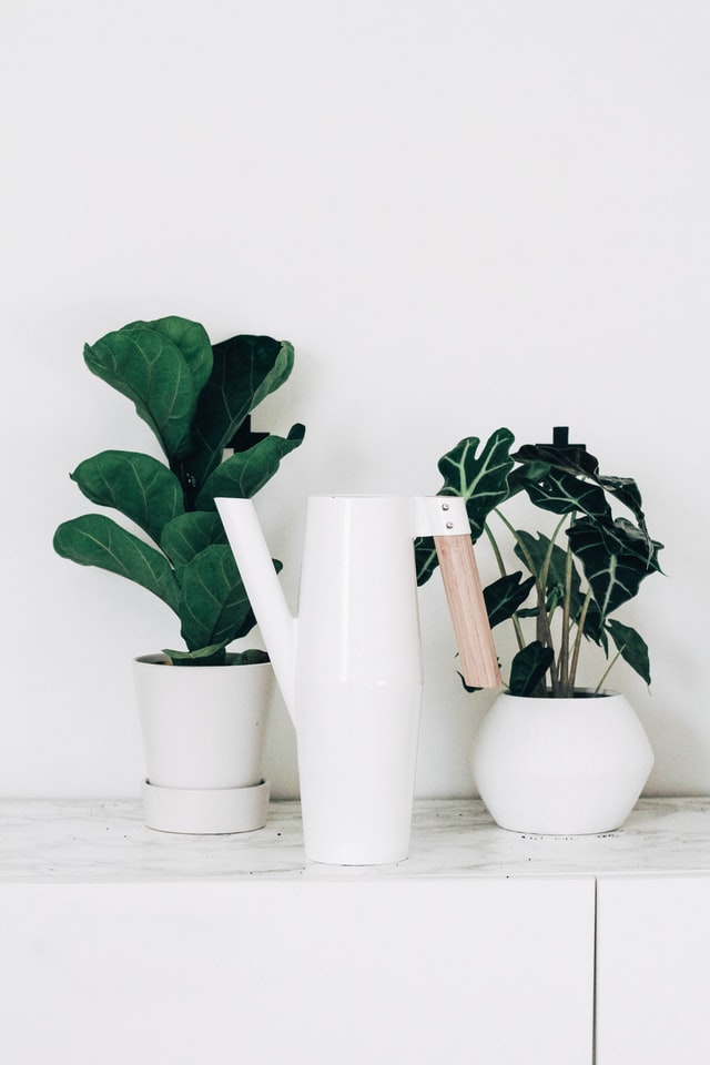 Did I Just Overwater My Plant? - Plant Studio LLC