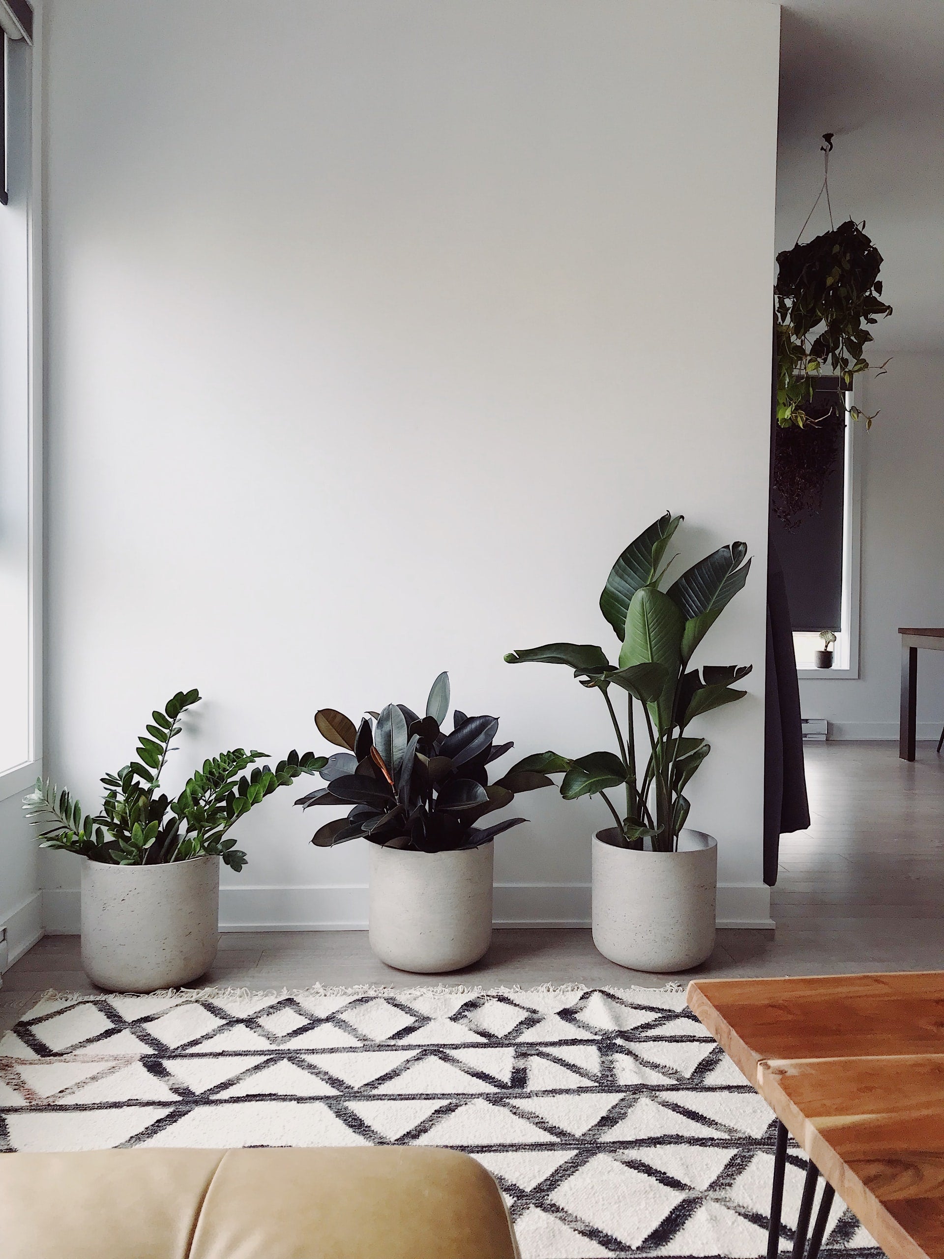 Do's and Don'ts | 6 Steps to New Indoor Plant Success - Plant Studio LLC
