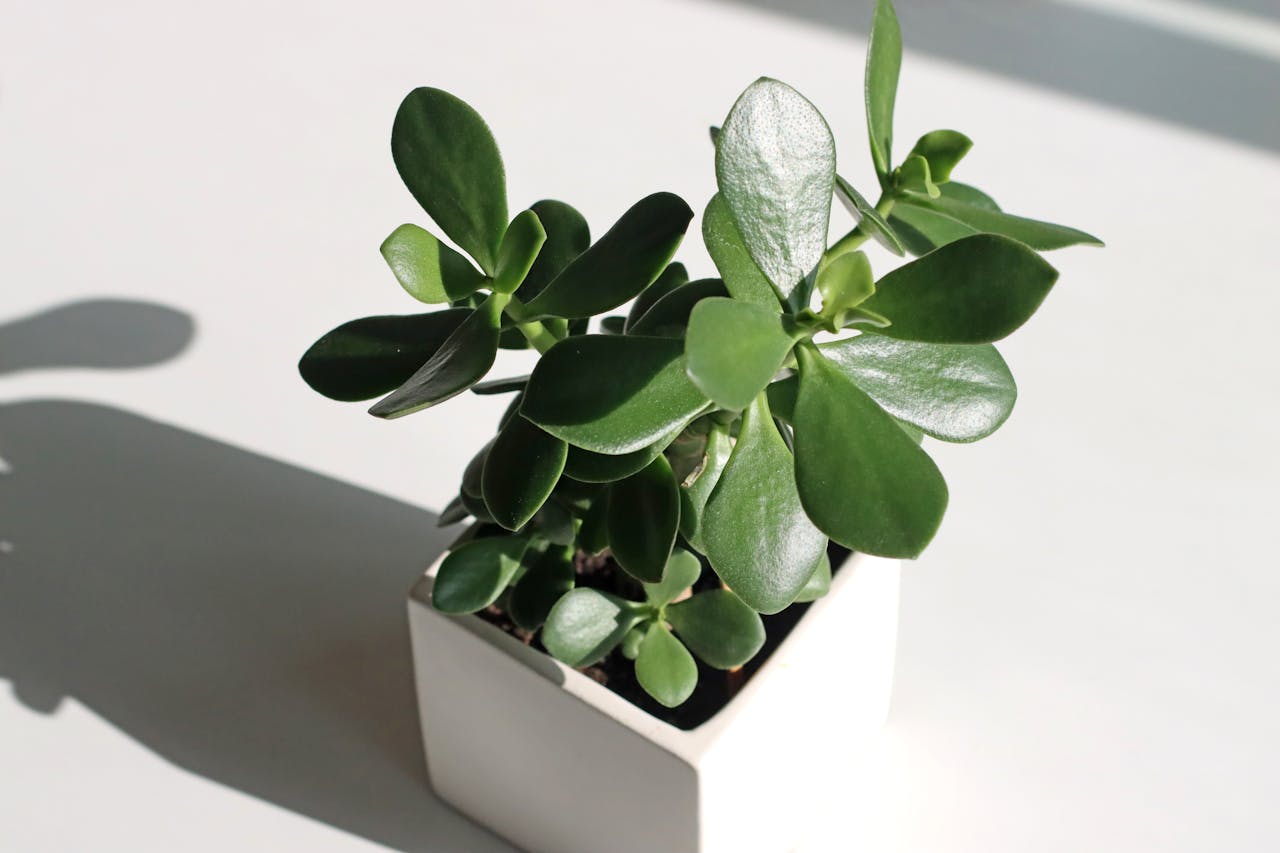 small indoor plant in white pot - Plant Studio