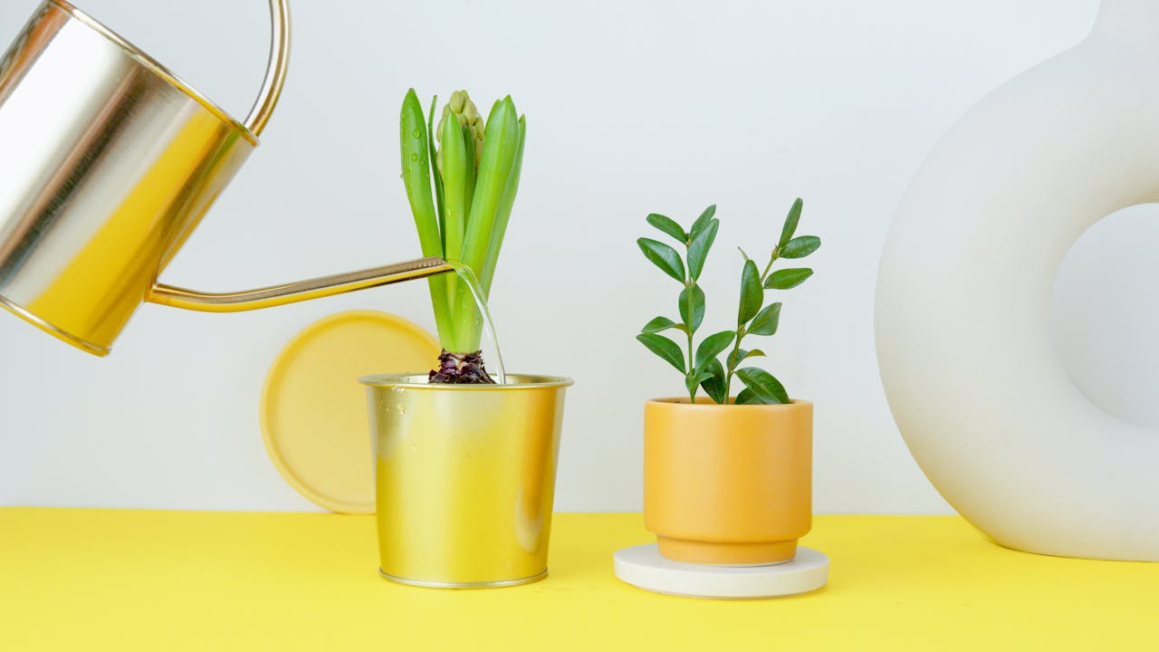 potted plants being watered - Plant Studio