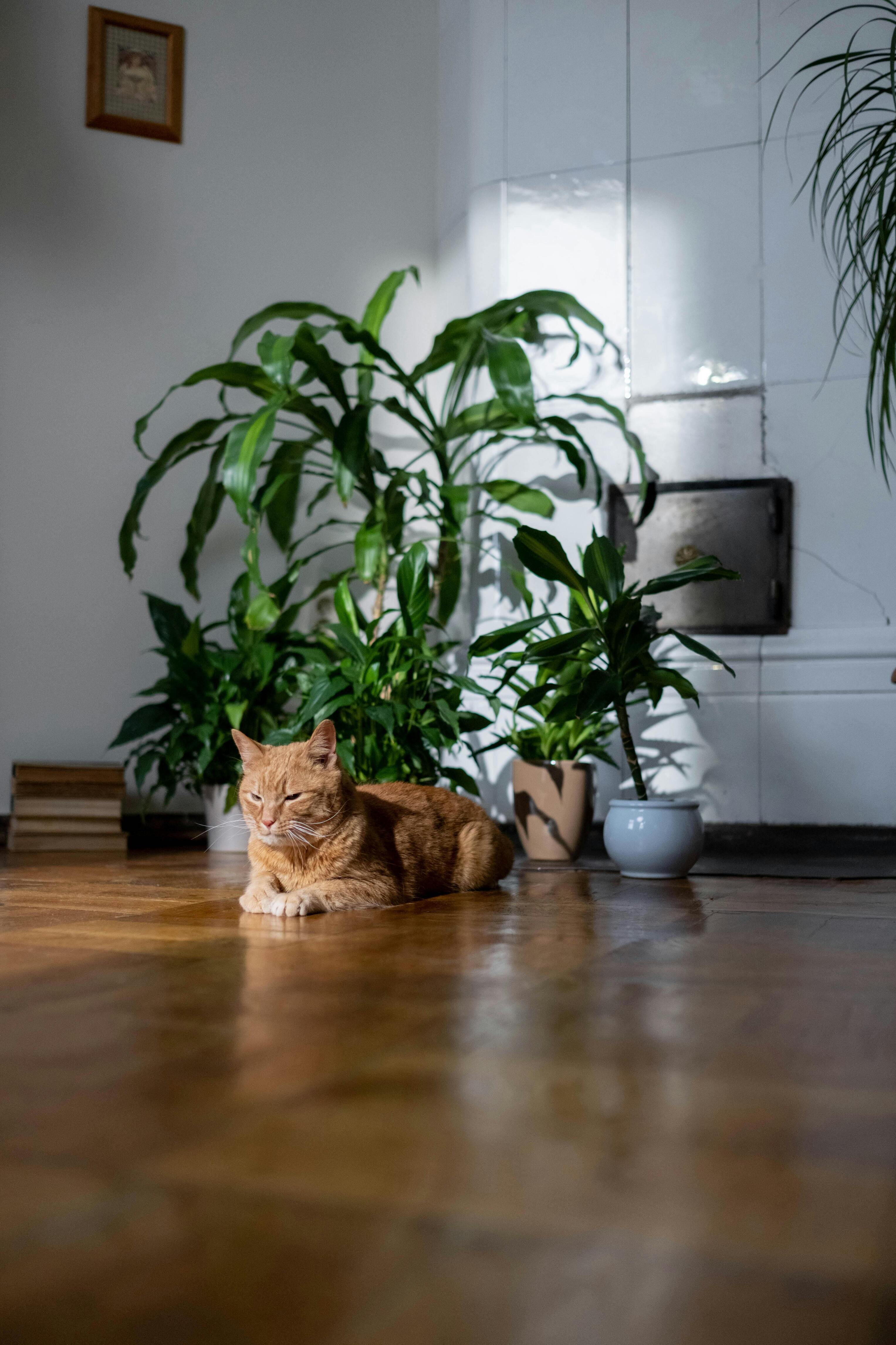 orange cat lying on the floor with floor plants in the background - Plant Studio