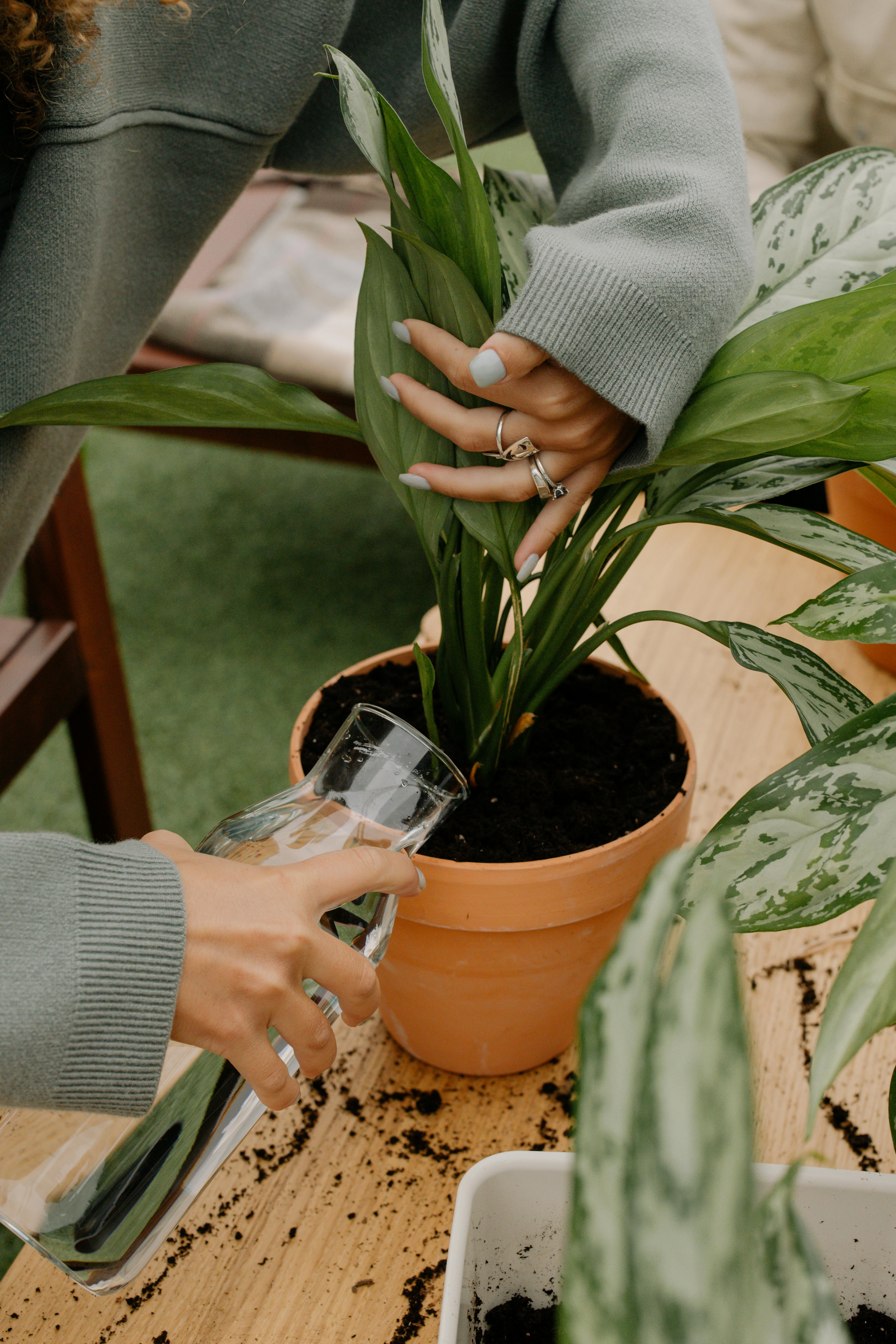 How Much Water Does Your Plant Need? A Guide to Watering by Pot Size