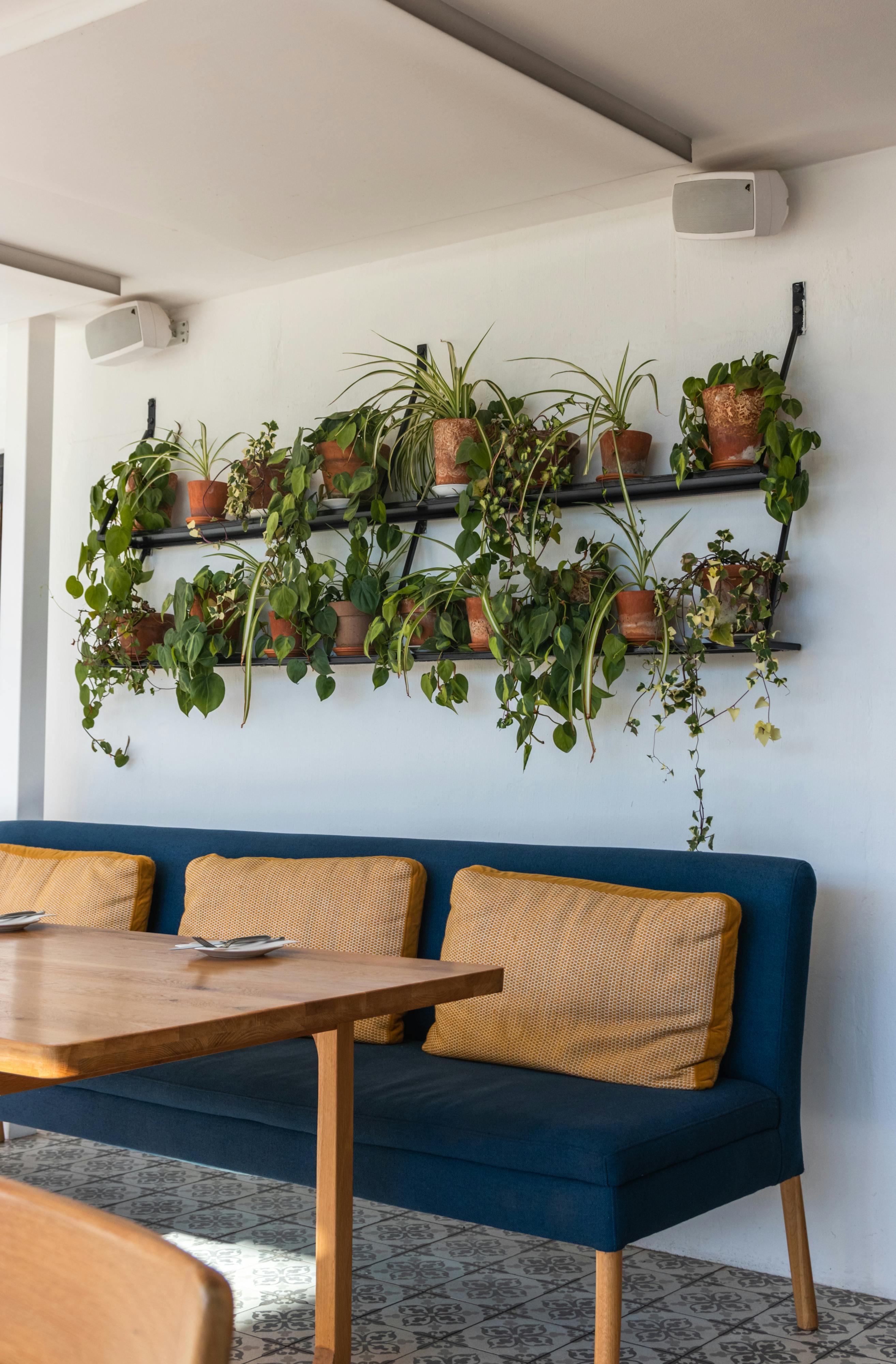 potted plants placed on the shelf on the wall - Plant Studio