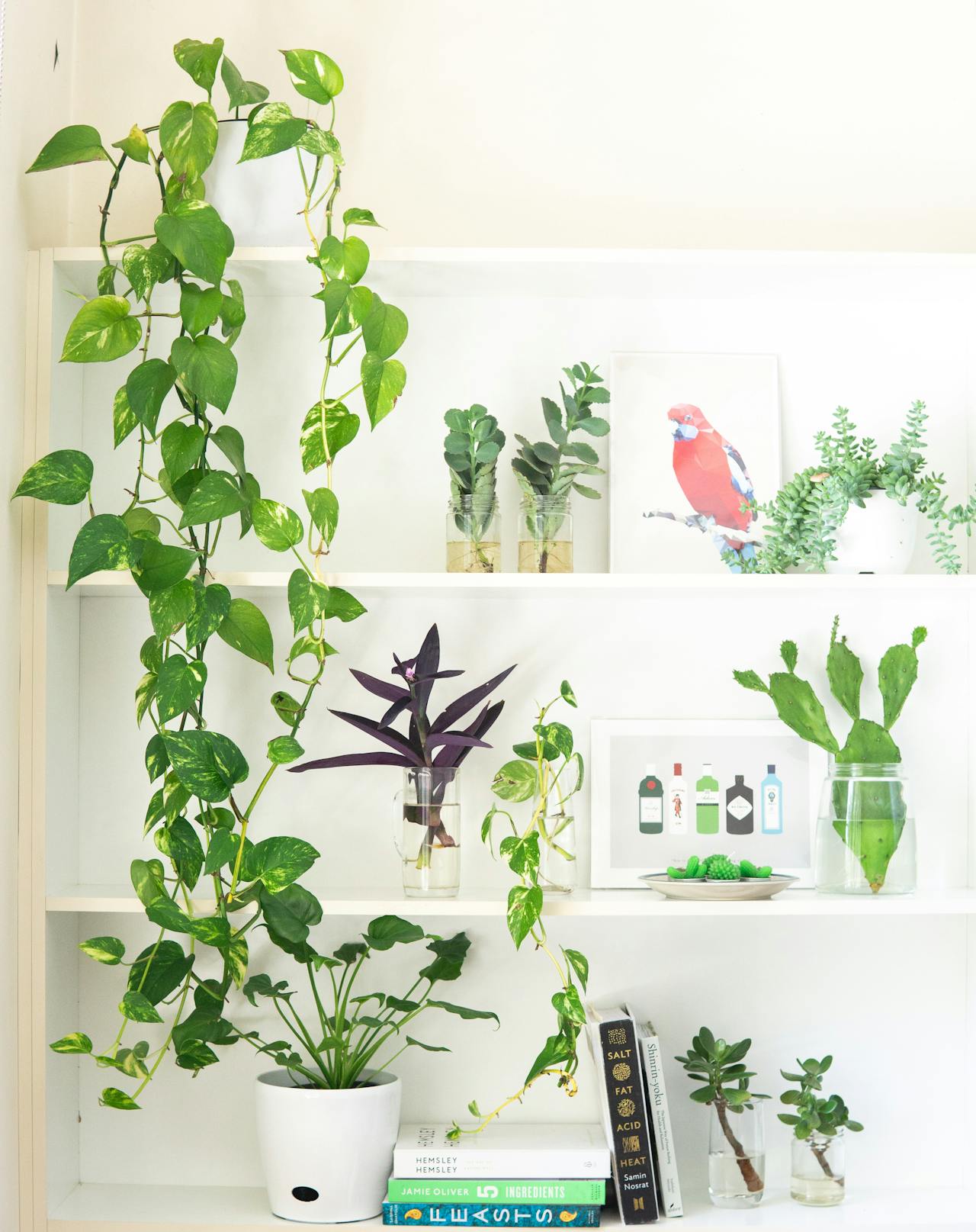 plants in white shelf with different small potted plants and books - Plant Studio