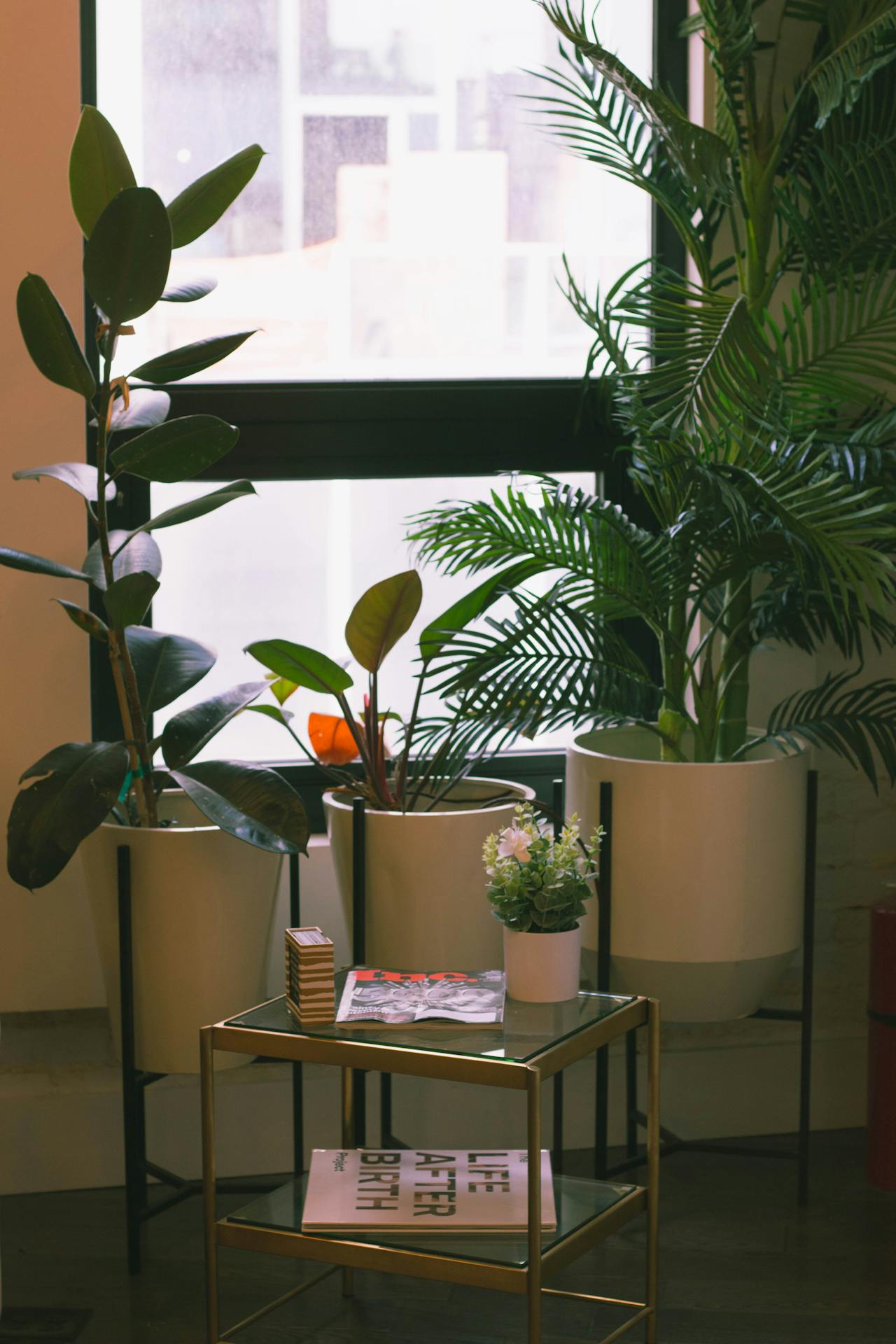 tall indoor plants - Plant Studio