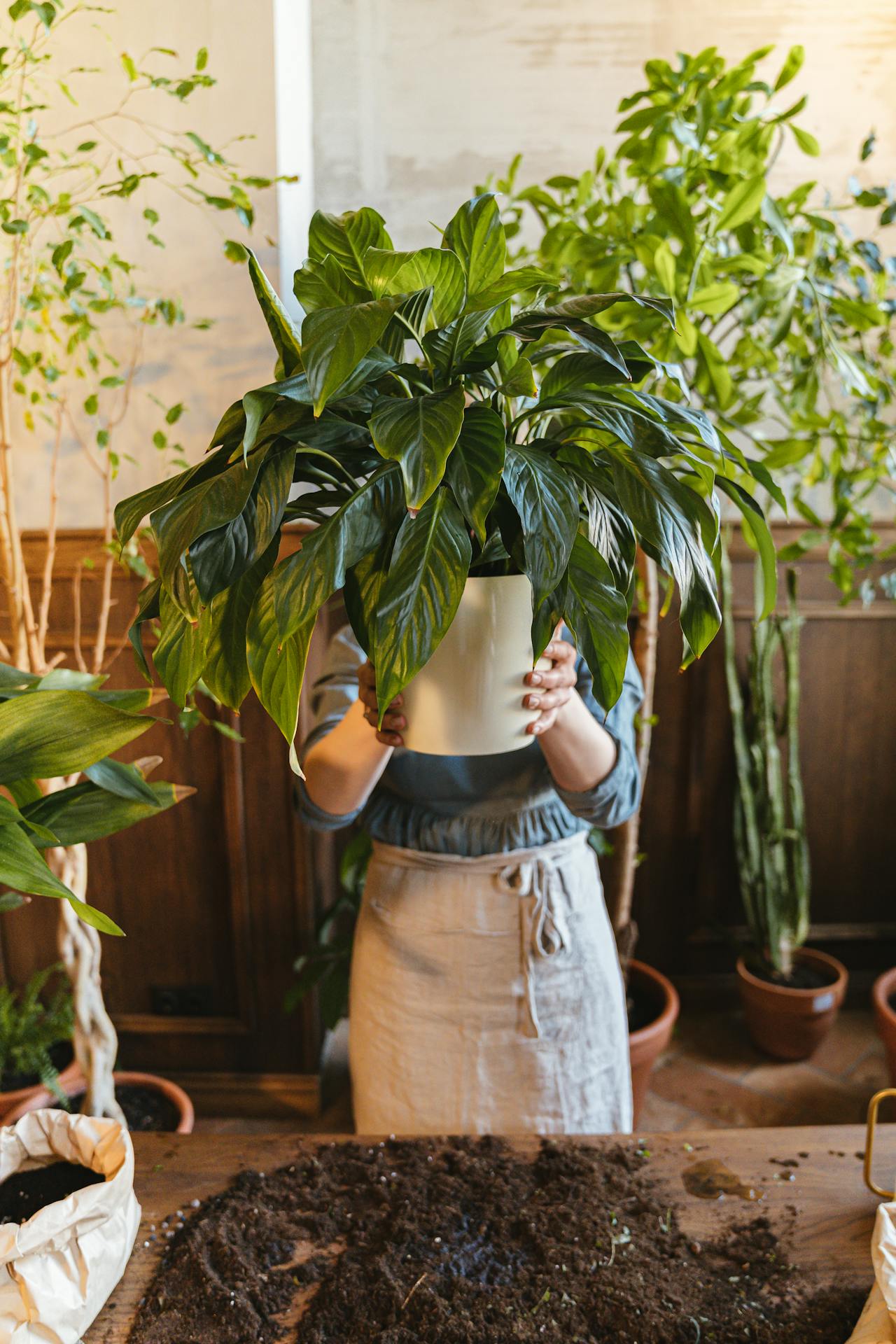 person holding potted plant - Plant Studio