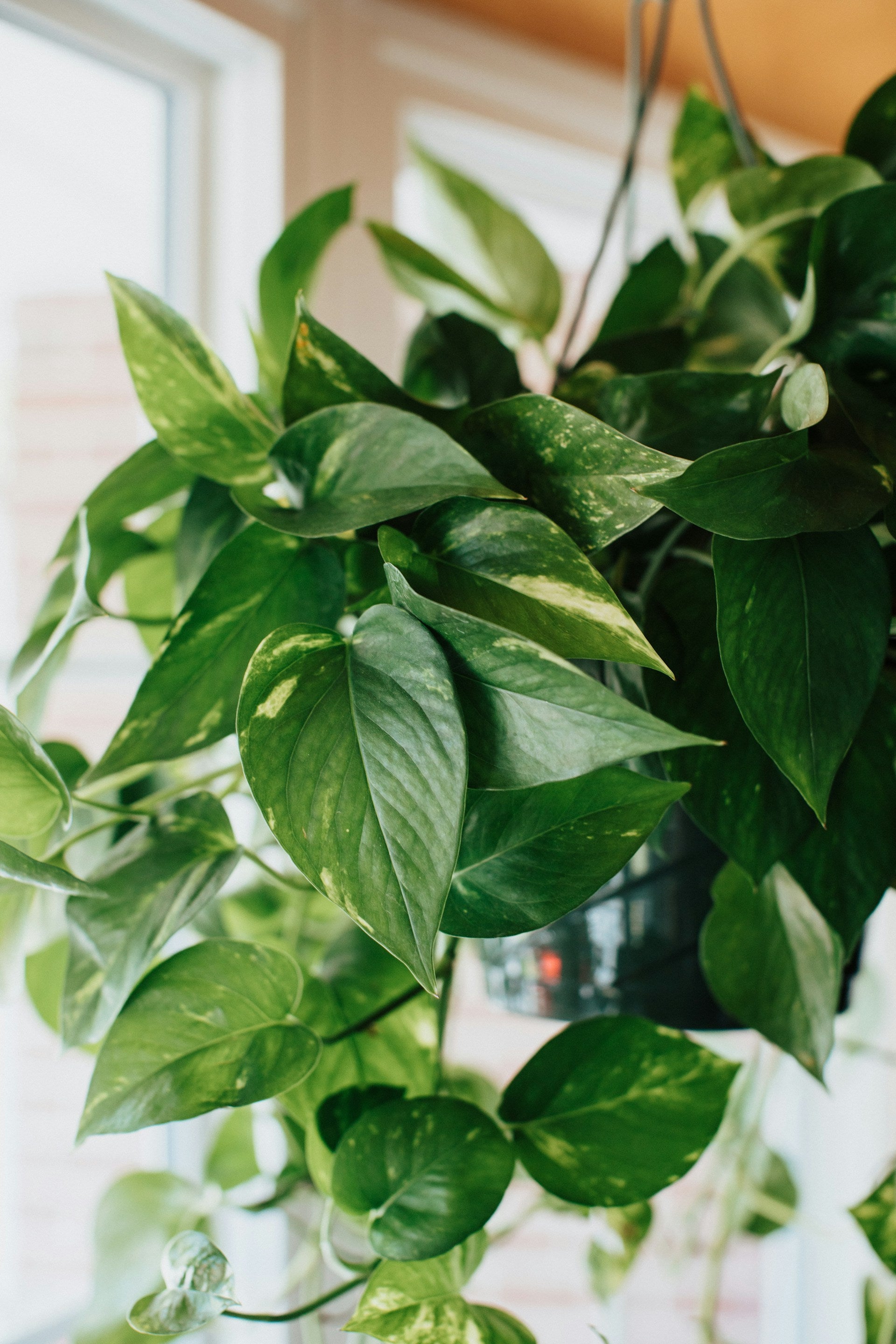 Simple Tips in Growing Your Creeper Plants - Plant Studio LLC