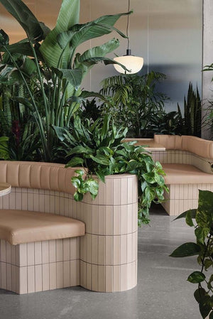 Office Plants