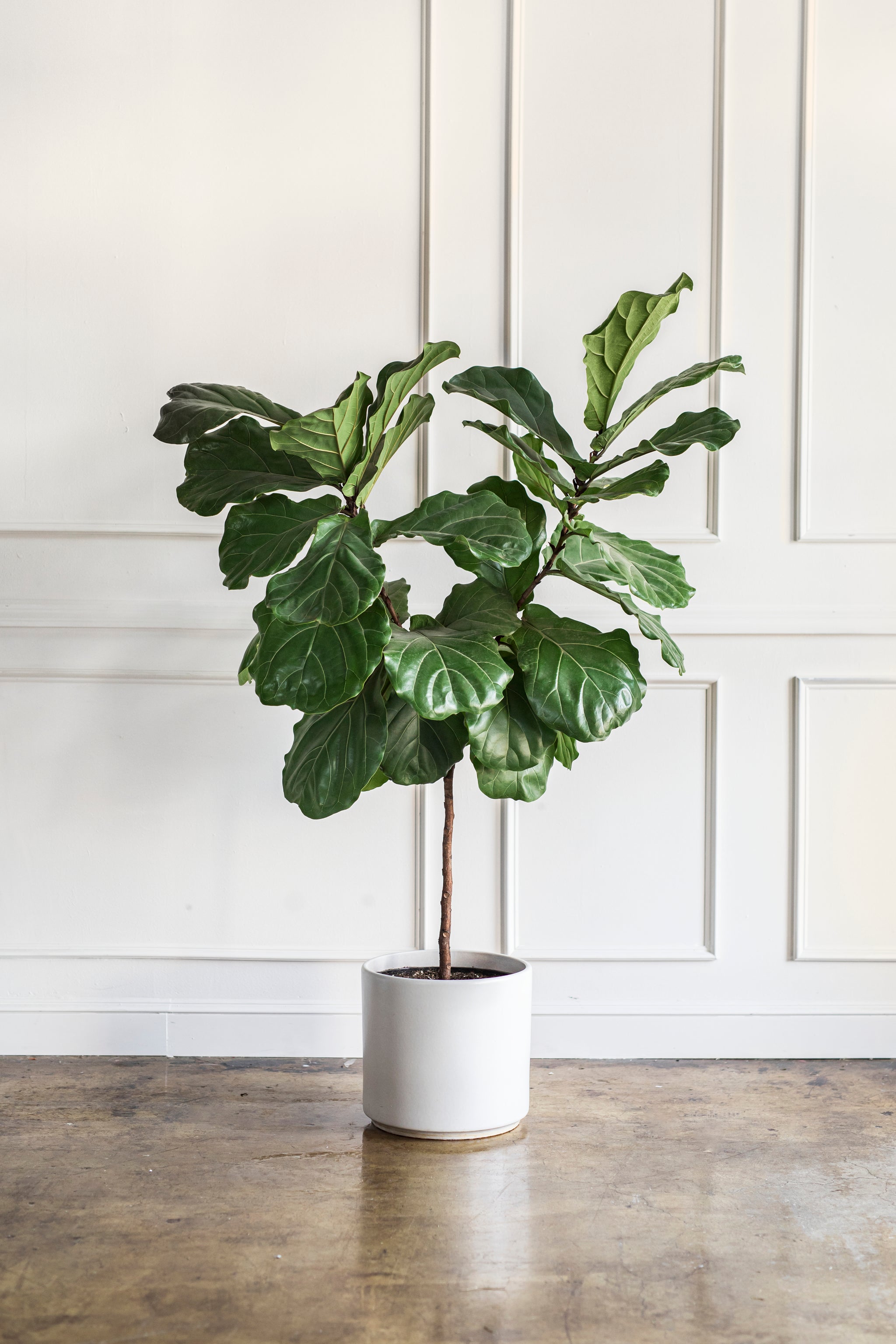 Buy Big Indoor Plants in Dubai Indoor Plants Fresh Plants Delivery