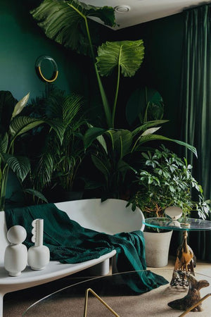 Living Room Plants
