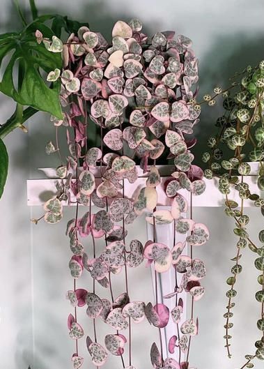 Plant Studio Vines, Hanging & Creeper Plants