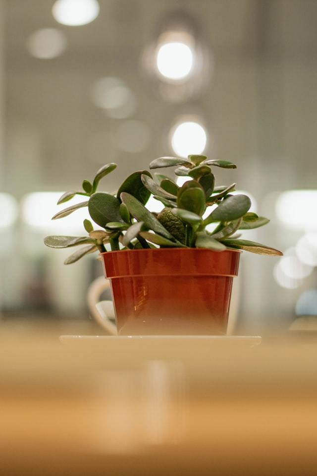 Feng Shui Plants | Plant Studio