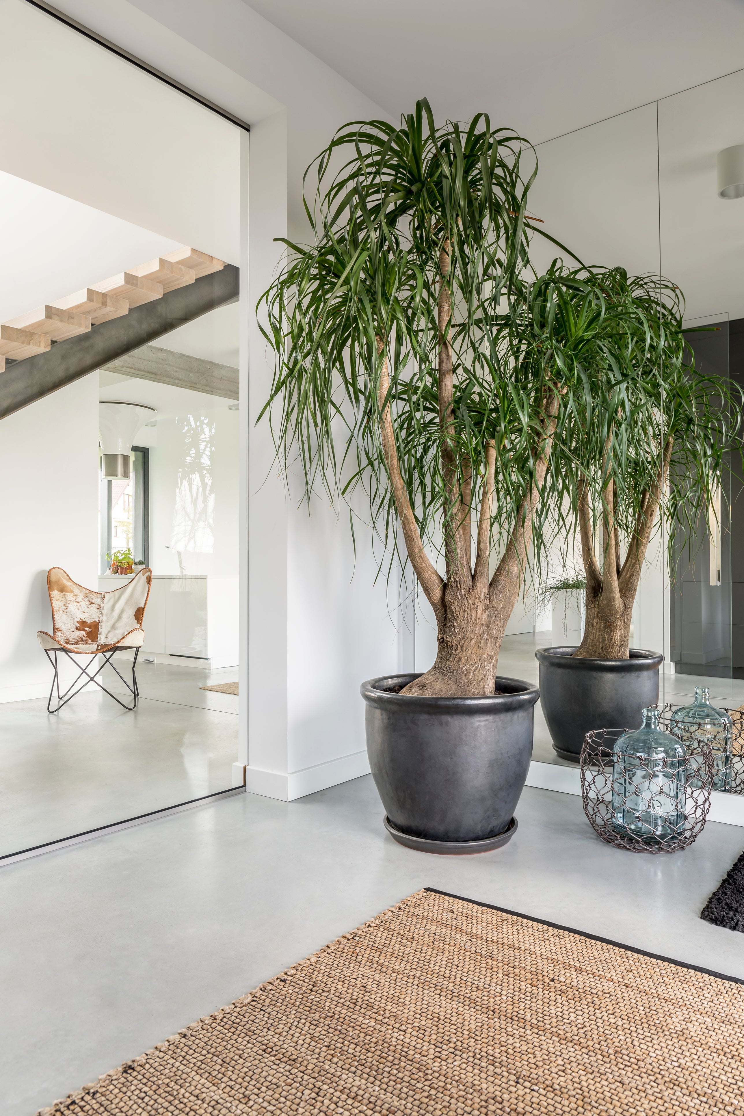 big indoor plants