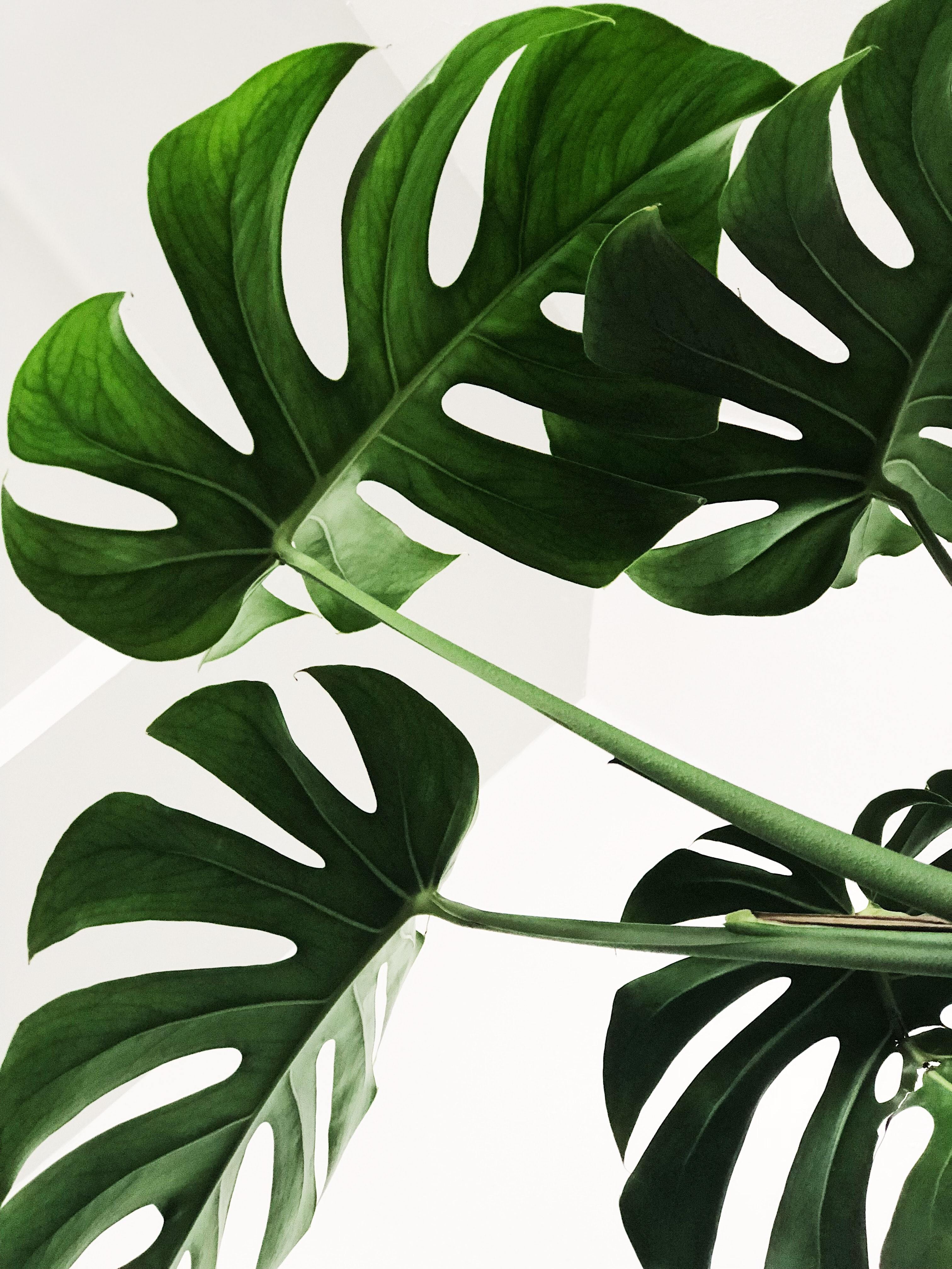 monstera plant