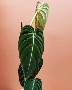 Rare plants